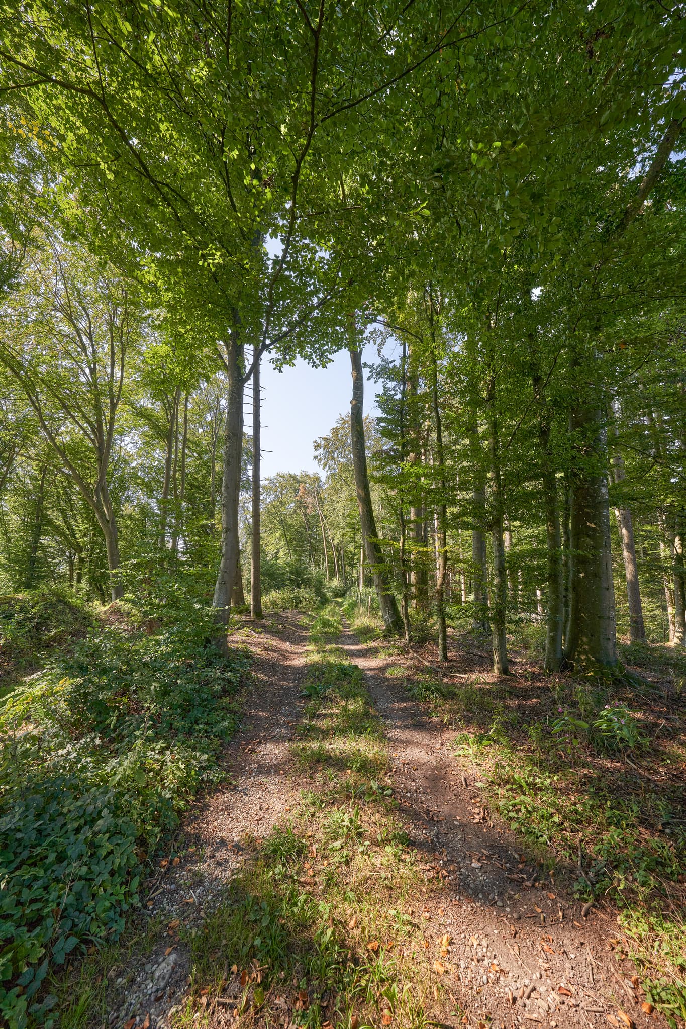 Waldweg am St.-Rupert-Pilgerweg in Kastl, Landkreis Altötting, Oberbayern. Die Inn-Salzach-Region in Deutschland zeigt sich hier mit ihrer üppigen Natur.