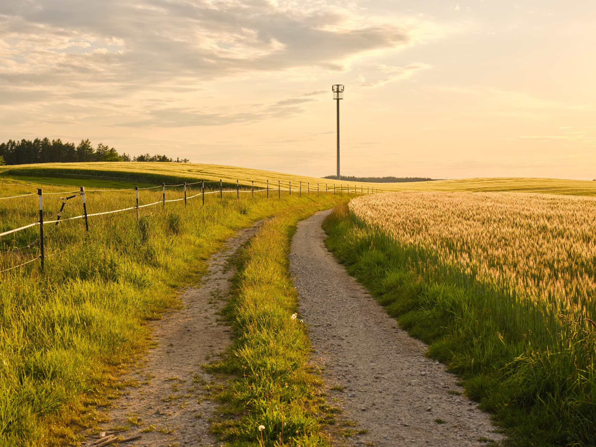 Feldweg durch sonnige Getreidefelder nahe Mitterskirchen, Landkreis Rottal-Inn. Funkturm prägt ländliche Szenerie in Niederbayern, Region Holzland.