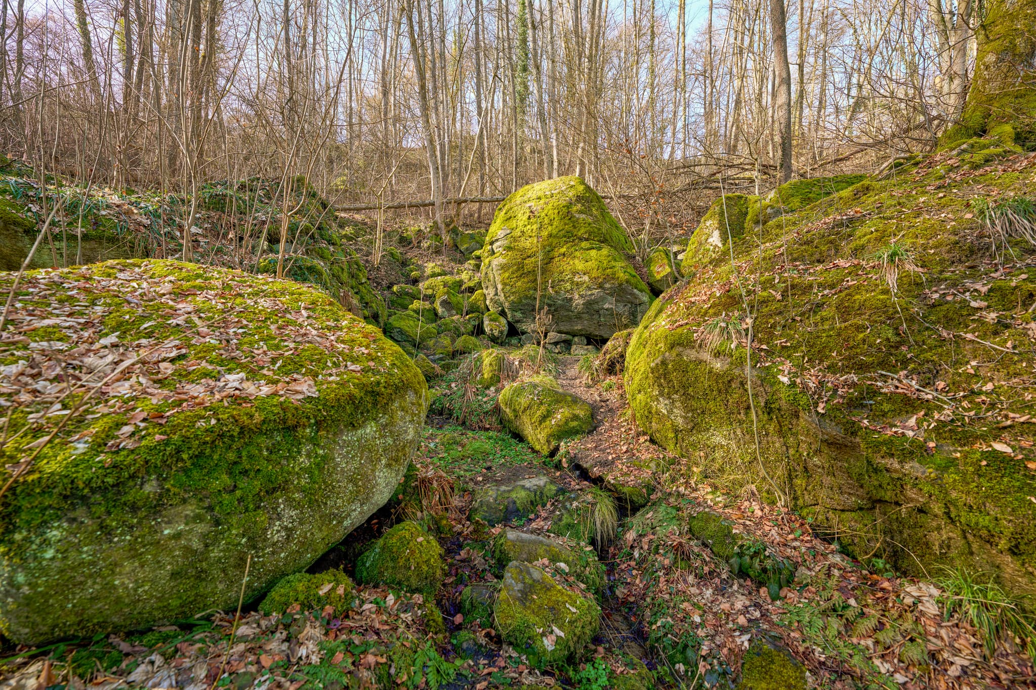 Uriges Waldgebiet mit moosbewachsenen Felsen nahe Schloss Neuburg am Inn, Landkreis Passau, Niederbayern, Deutschland. Es liegt in der Region Donau-Wald.