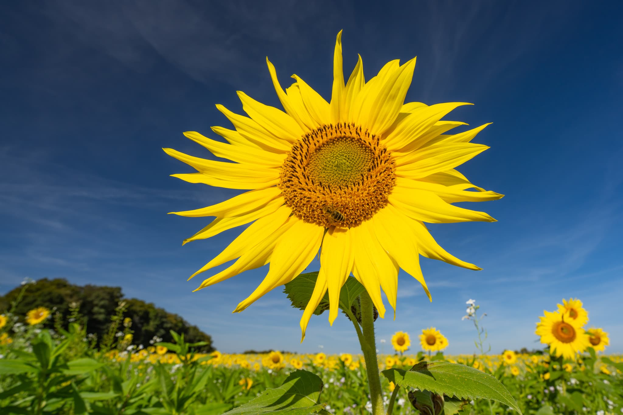 Sonnenblumenfeld in Gassen bei Marktl, Landkreis Altötting, Oberbayern, Inn-Salzach, Deutschland. Sommerliche Blütenpracht unter strahlend blauem Himmel.