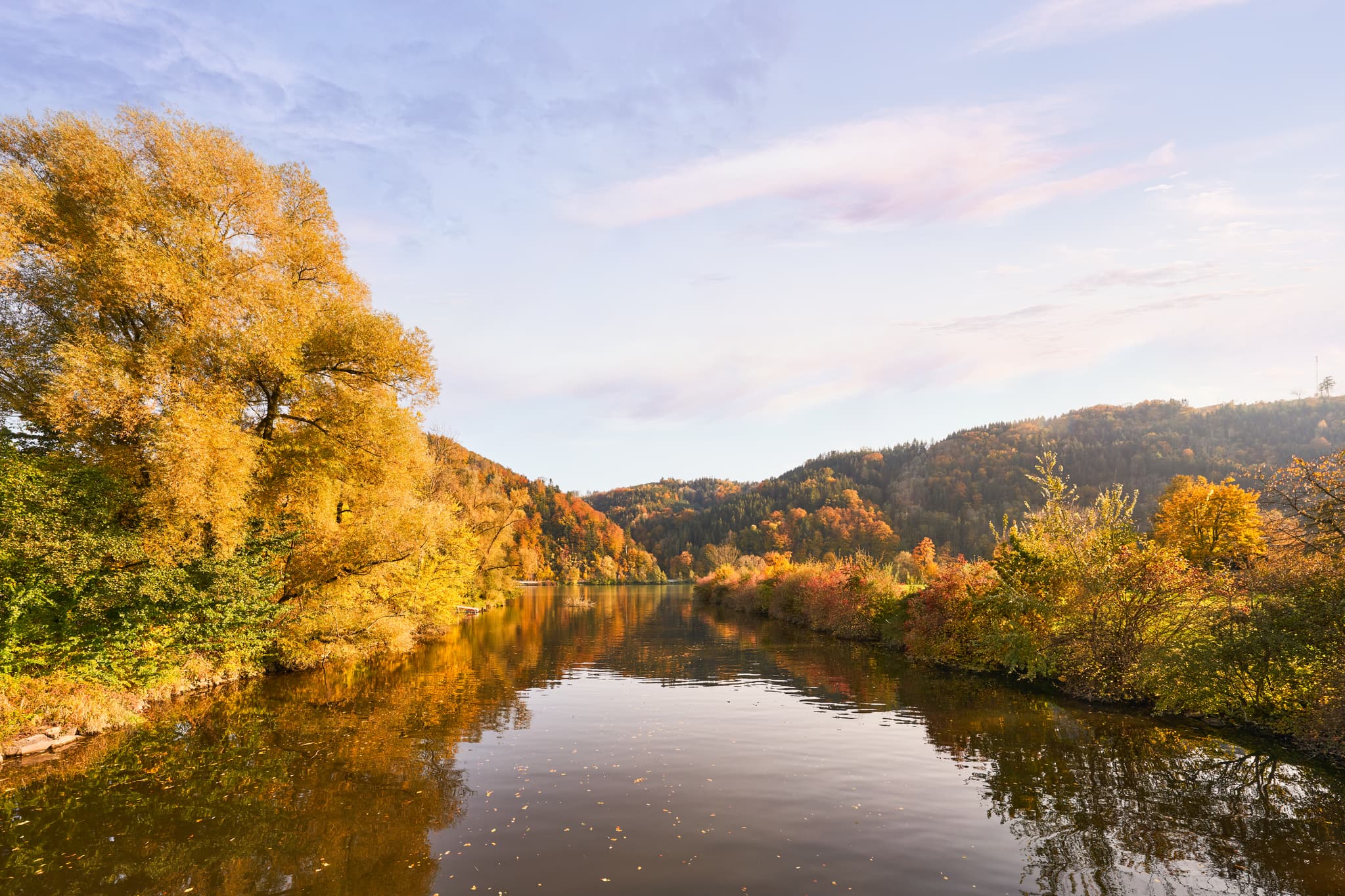Herbstliche Flusslandschaft Erlau Donaumündung, Obernzell, Landkreis Passau, Niederbayern, Deutschland. Goldene Bäume spiegeln sich im Fluss des Donau-Waldes.