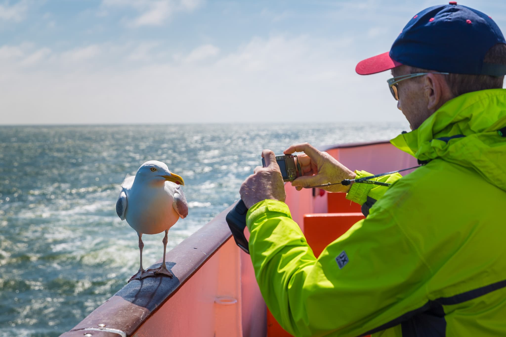 Nahaufnahme einer Möwe auf einem Boot vor Helgoland. Die Insel in der Nordsee, Landkreis Pinneberg, Schleswig-Holstein, Deutschland, prägt die Nordseeküste.