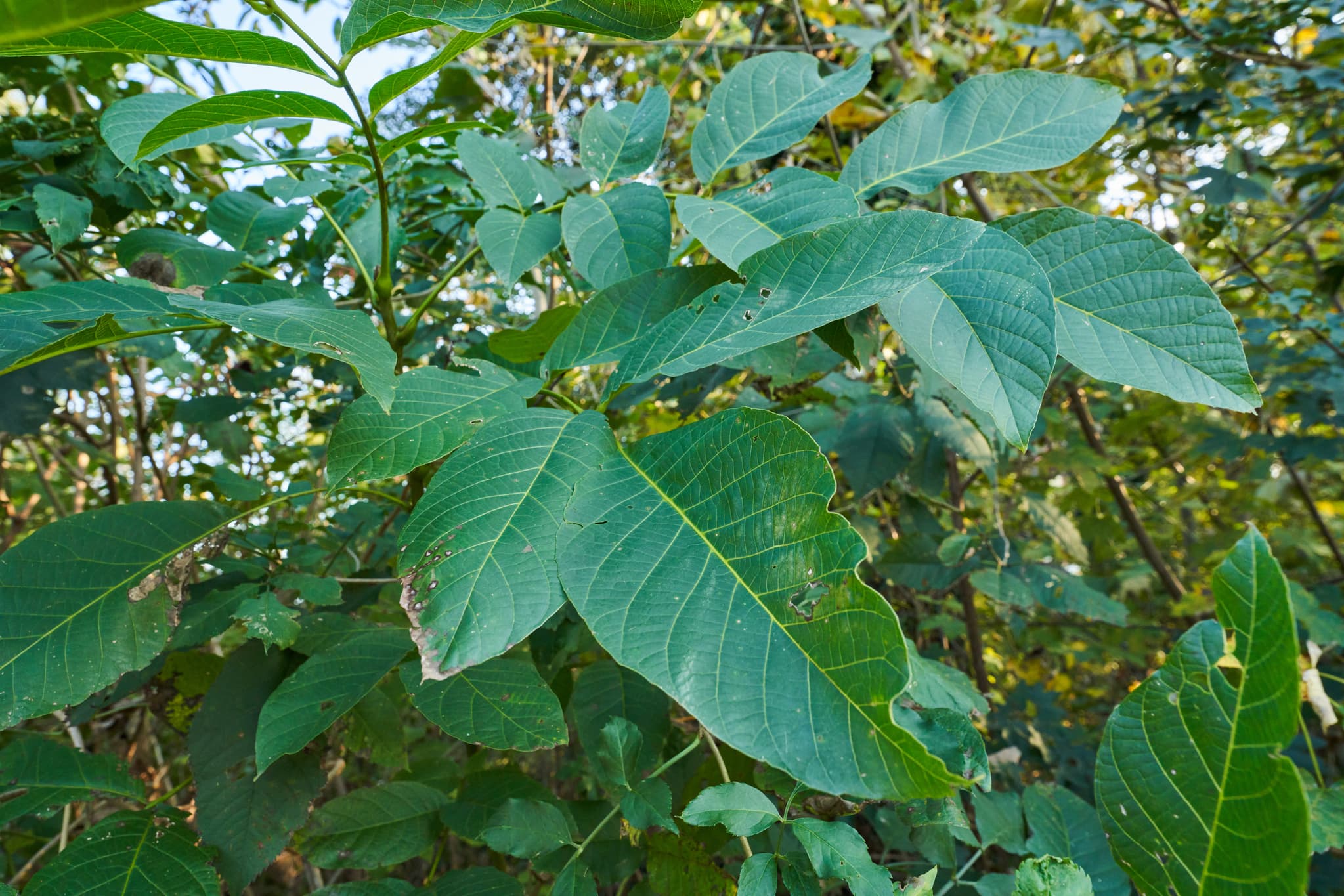 Grüne Pimpernuss-Blätter in Detailansicht, aufgenommen in Eisenfelden Bahnhof, Winhöring, Landkreis Altötting, Oberbayern, Deutschland, Region Inn-Salzach.