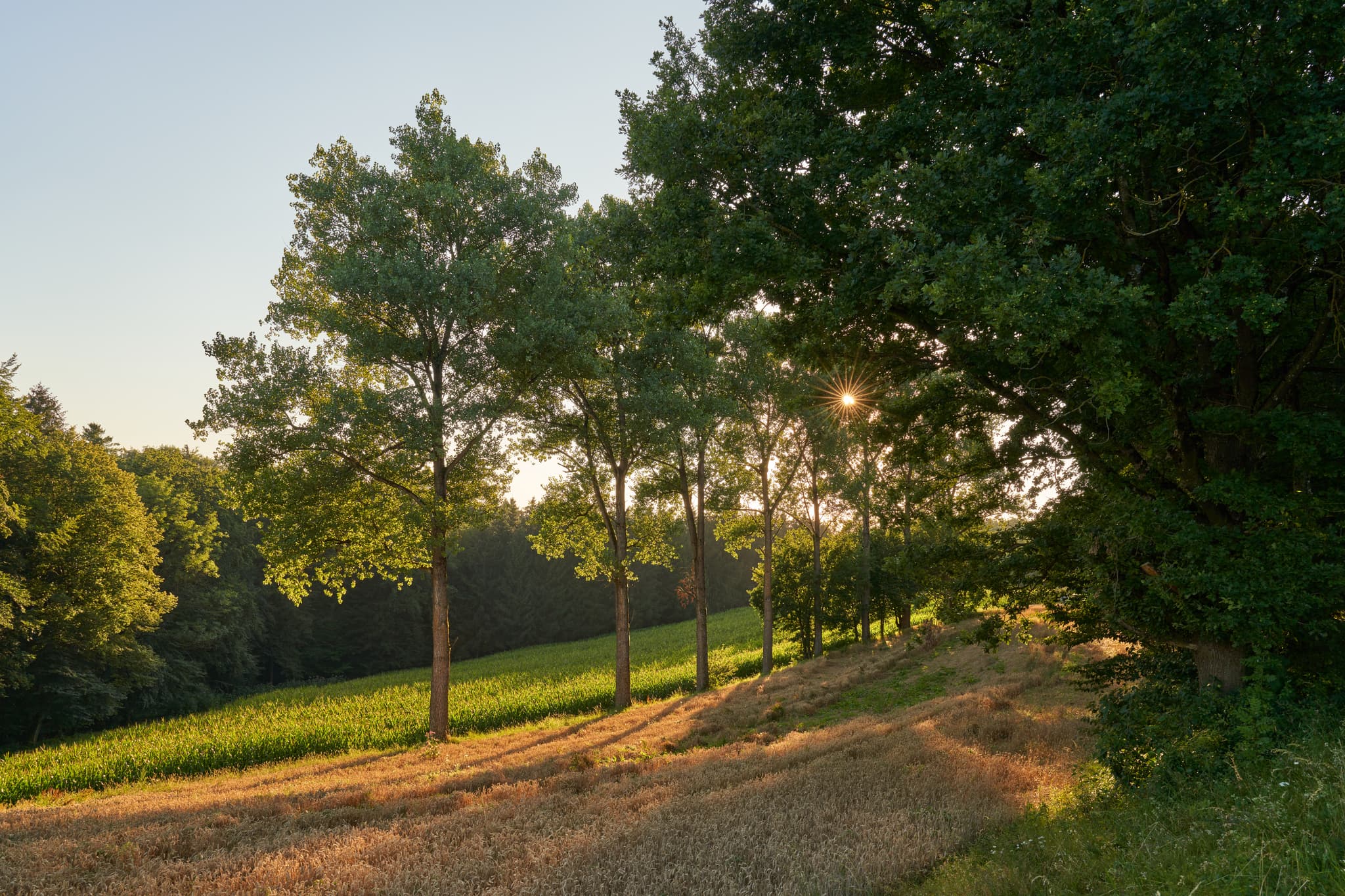 Idyllische Landschaft in Taubenbach, Ecken im Landkreis Regen, Bayern. Sonnenuntergang über Feldern und Bäumen im Bayerischen Wald. Deutschland.