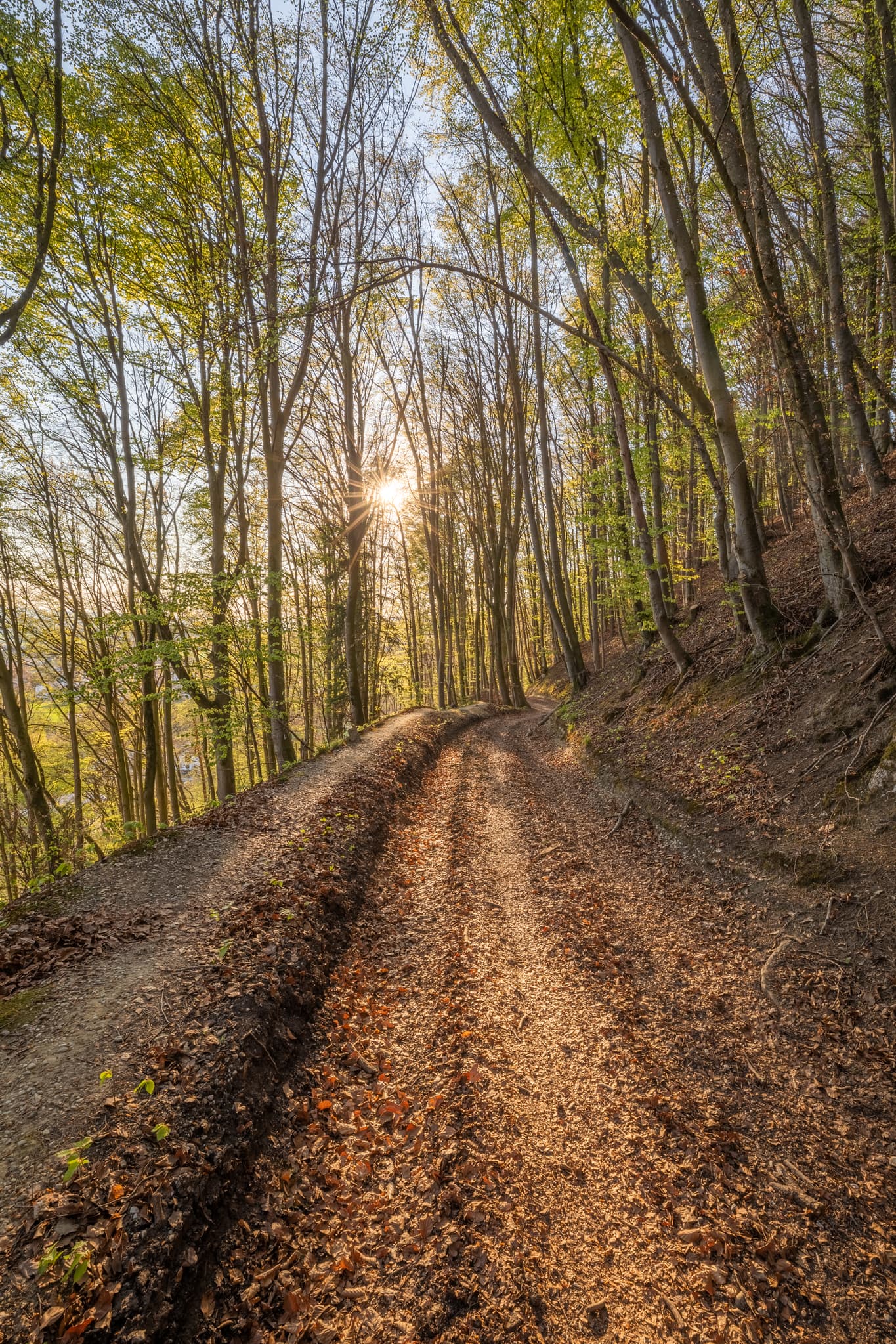 Sonnenuntergang am Forstweg Anzenberg bei Perach in Oberbayern, Bayern, Deutschland. Wunderschöner Waldspaziergang im Frühling. Region Inn-Salzach.
