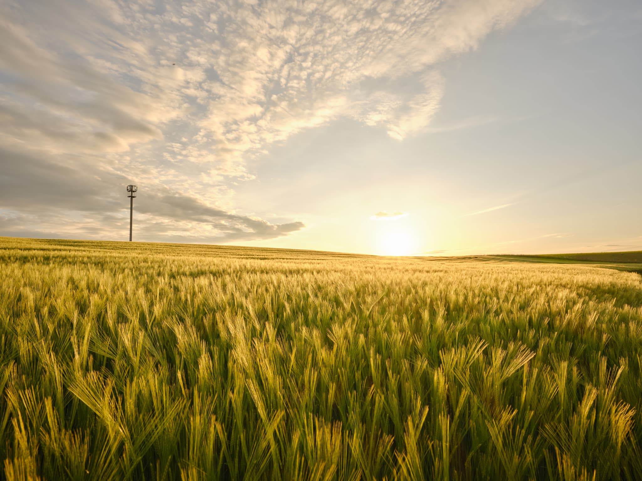 Weites Getreidefeld im Abendlicht, ein Sendemast auf Anhöhe. Hirtl nach Weingarten, Mitterskrichen, Landkreis Rottal-Inn, Niederbayern, Holzland, Deutschland.