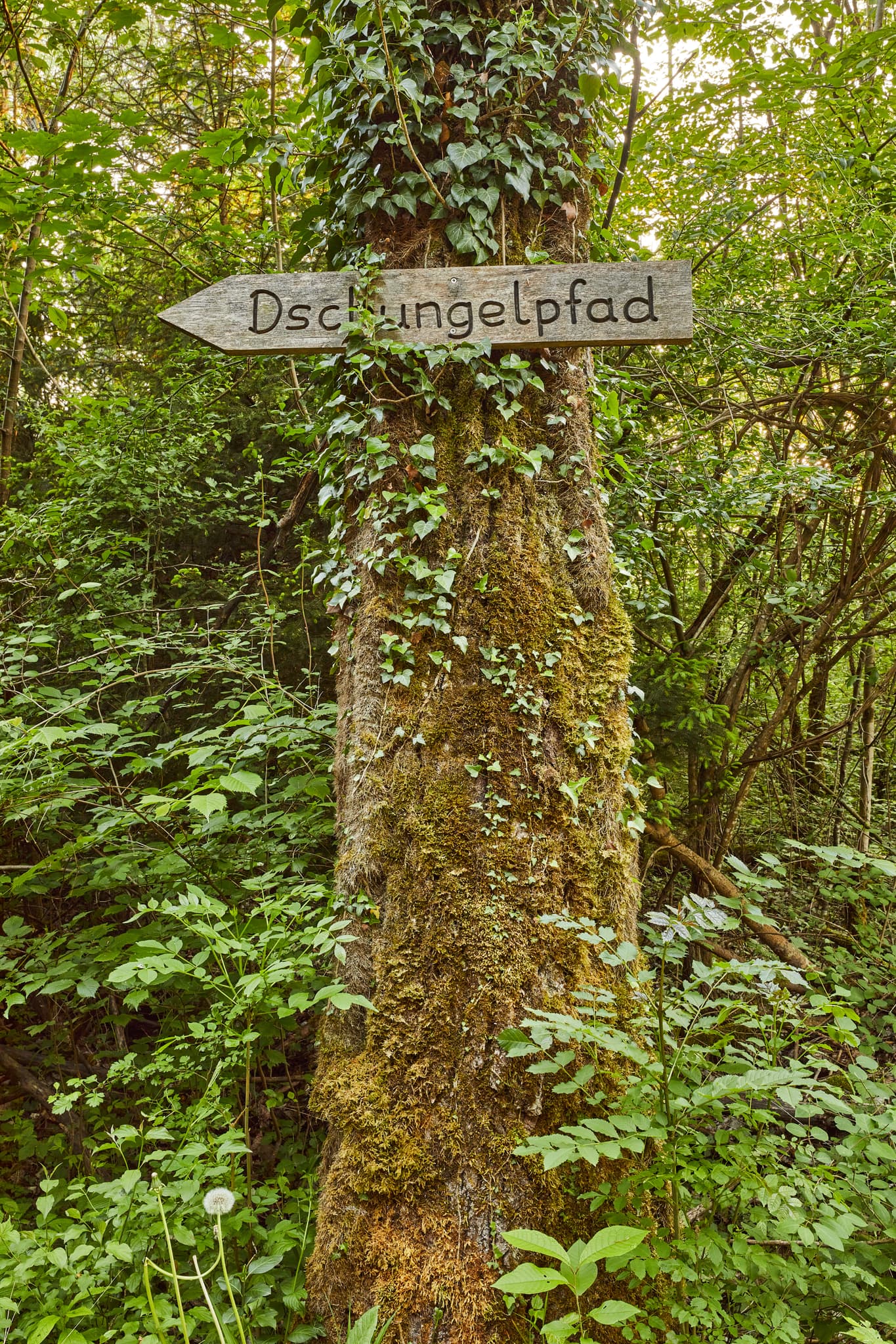 Dschungelpfad an moosbewachsenem Baum im Walderlebnispfad Klosterau Walderlebnispfad Alz Au. Landkreis Altötting, Oberbayern, Inn-Salzach, Deutschland.