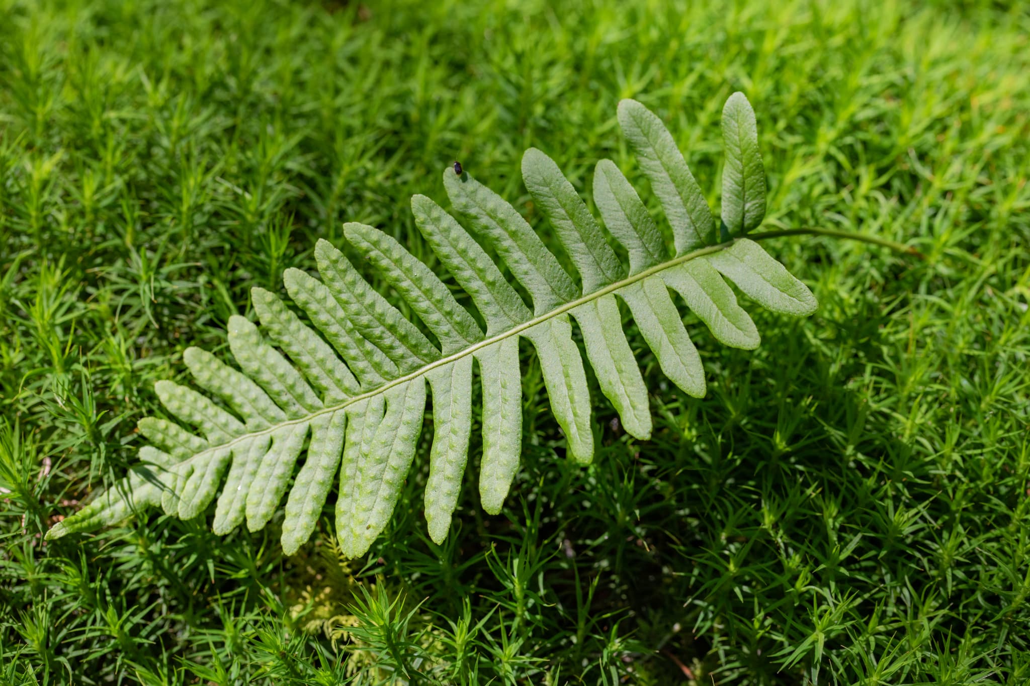 Nahaufnahme von Moos in Voglarn, Triftern, Rottal-Inn, Niederbayern, Holzland, Bäderdrieck, Deutschland. Das Bild zeigt detailliert die Struktur des Mooses.