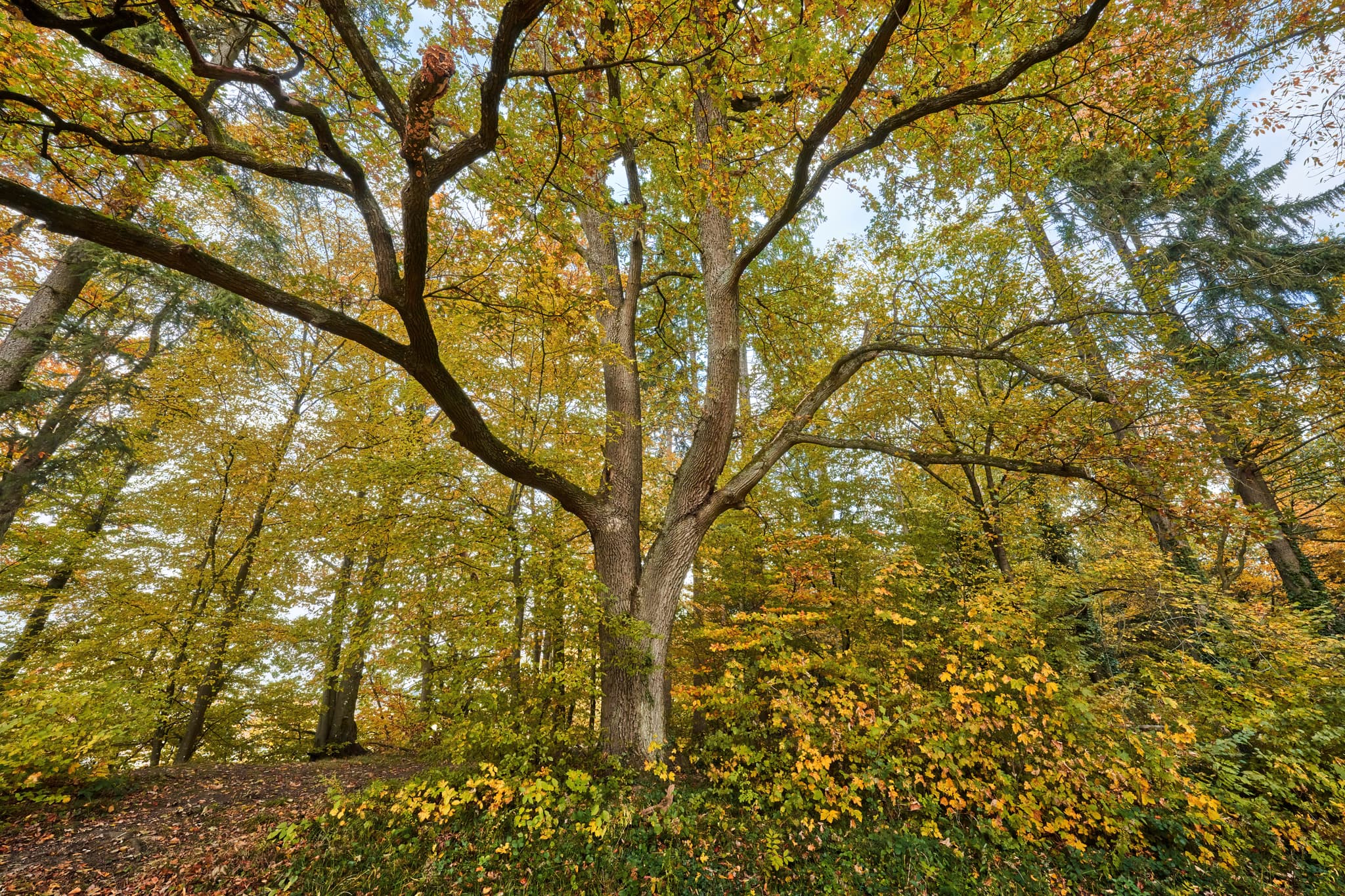 Herbstlaub an Baum mit ausragenden Ästen, Leonberger Aussicht bei Marktl am Inn im Landkreis Altötting, Oberbayern, Deutschland. Schöne Wanderung.