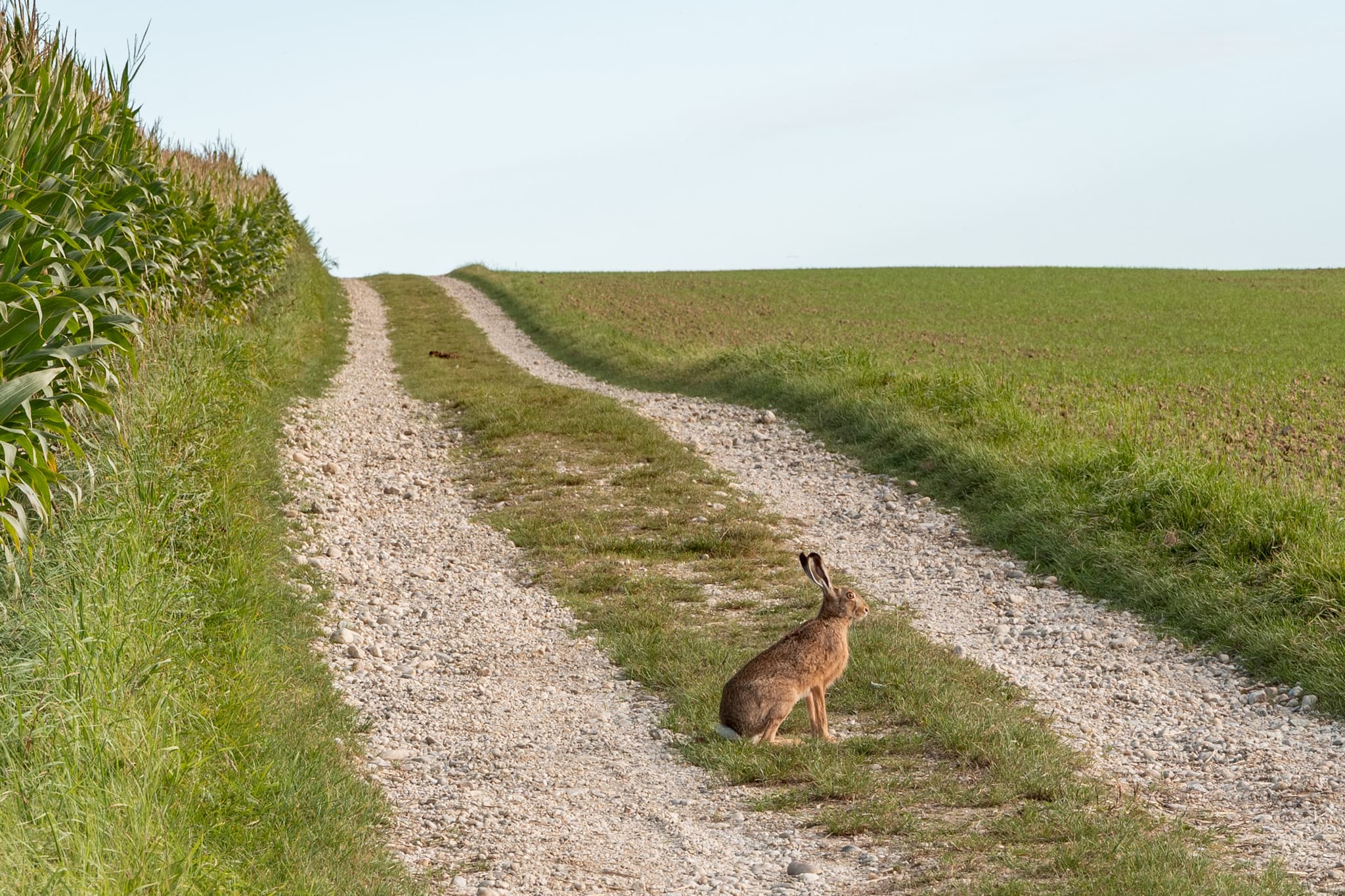 Ein Hase sitzt auf einem Feldweg durch Felder bei Dirnaich, Gangkofen, im Holzland, Landkreis Rottal-Inn, Niederbayern, Deutschland.