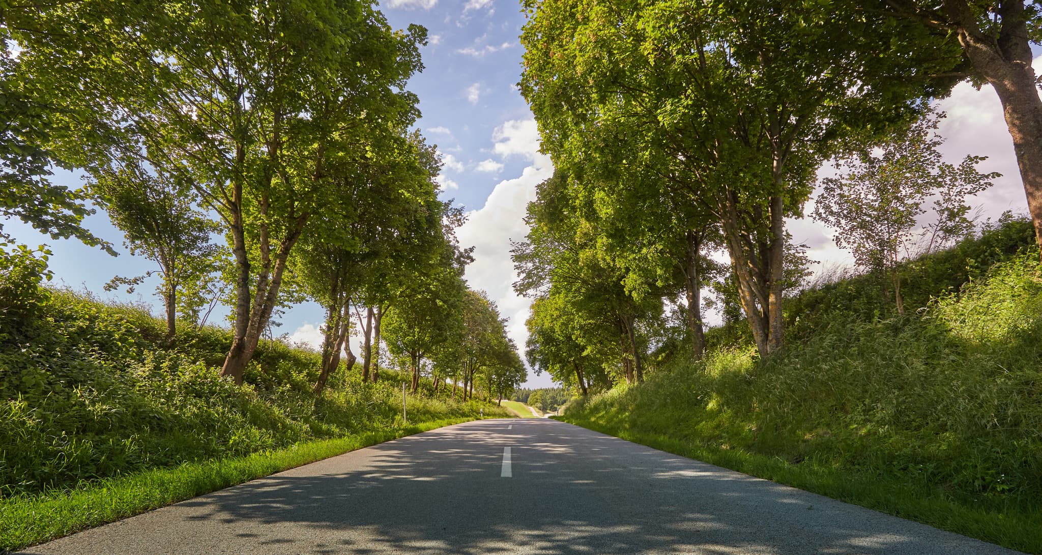 Eine Allee in zwischen Golderberg und Arbing, Reischach, Altötting, Oberbayern, zeigt eine asphaltierte Straße, gesäumt von hohen Bäumen -Holzland.