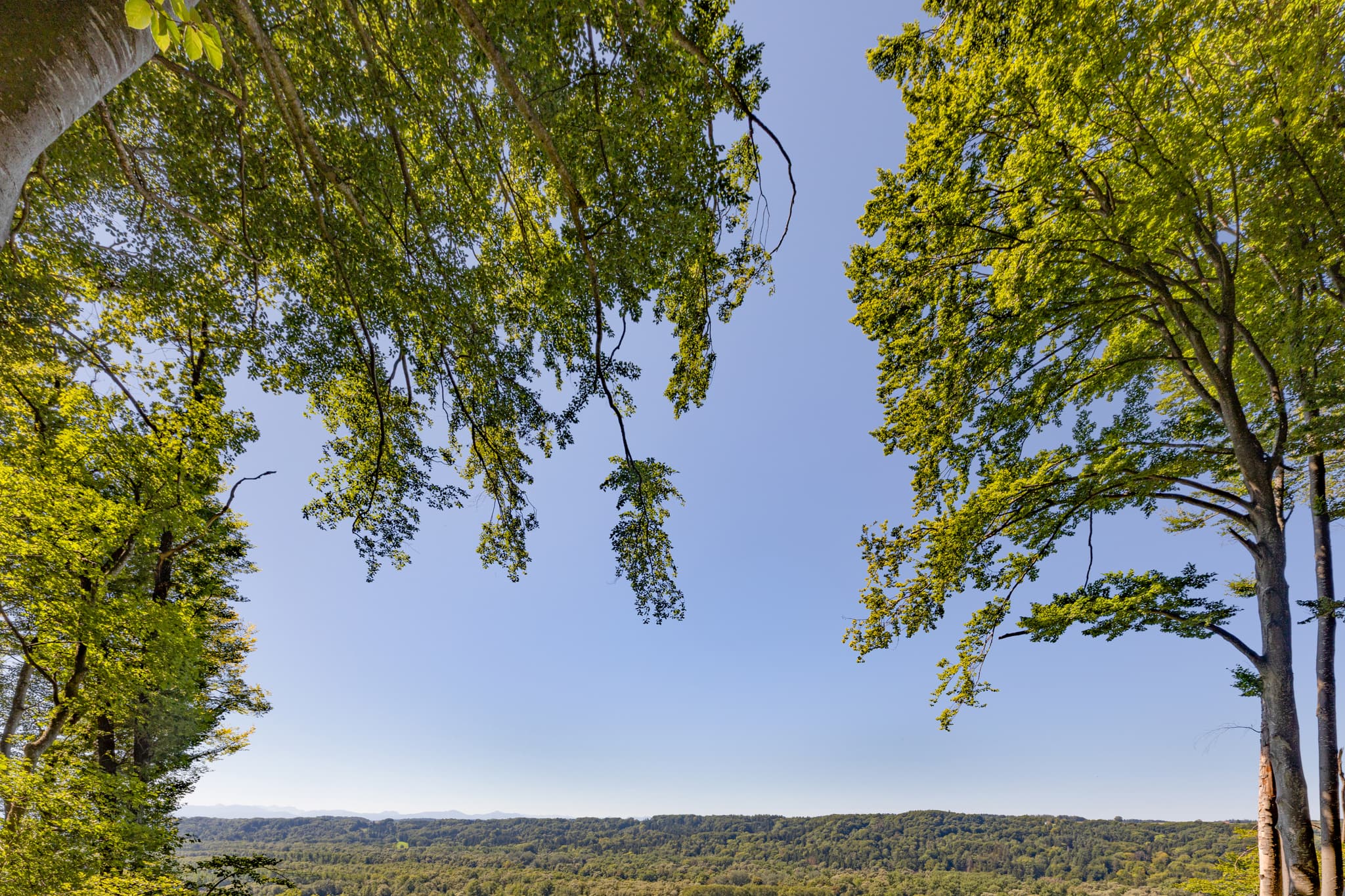 Aussicht im Wald bei Hadermarkt, St. Radegund. Blick über die Waldlandschaft des Innviertels in Braunau am Inn, Oberösterreich, Österreich.