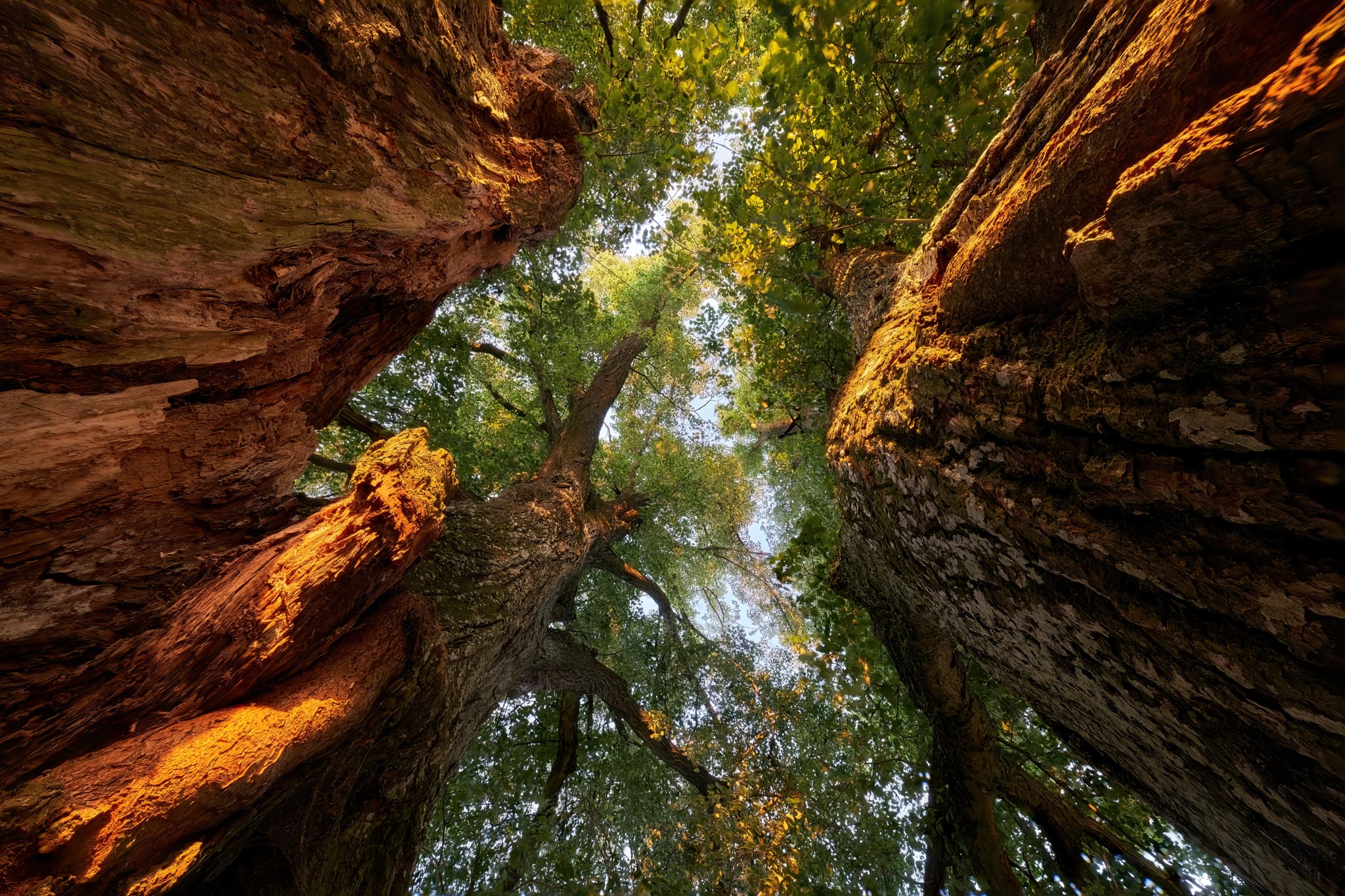 Naturdenkmal Linde in Vilseck, Gemeinde Erlbach, Altötting, Bayern, Deutschland. Das Bild zeigt die Baumkrone von unten, die gewaltigen Wurzeln und den Stamm.