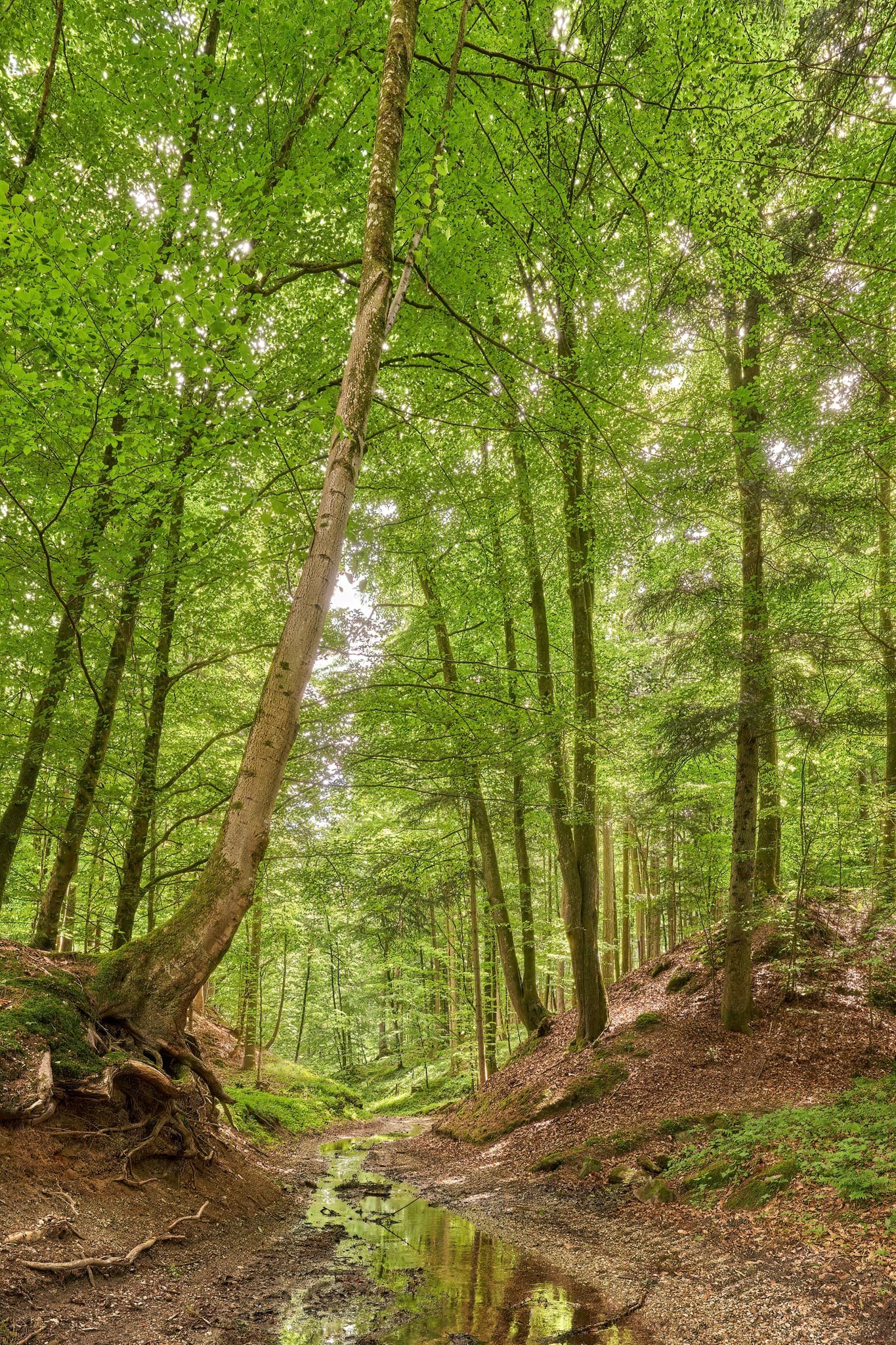 Grüner Waldweg mit Bachlauf in naturbelassener Waldlandschaft nahe Birnbach, Erlbach, Landkreis Altötting, Oberbayern. Region Inn-Salzach, Deutschland.