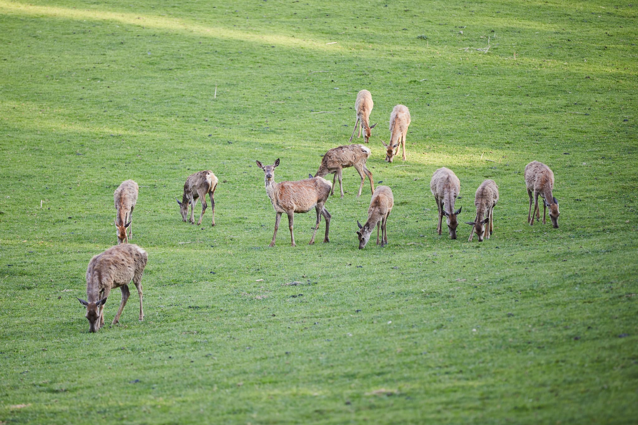Einblicke in das Tierfreigehege Waldbühne in Halsbach, Landkreis Altötting, Oberbayern, Region Inn-Salzach, Deutschland. Idyllische Landschaft mit Hirschen.