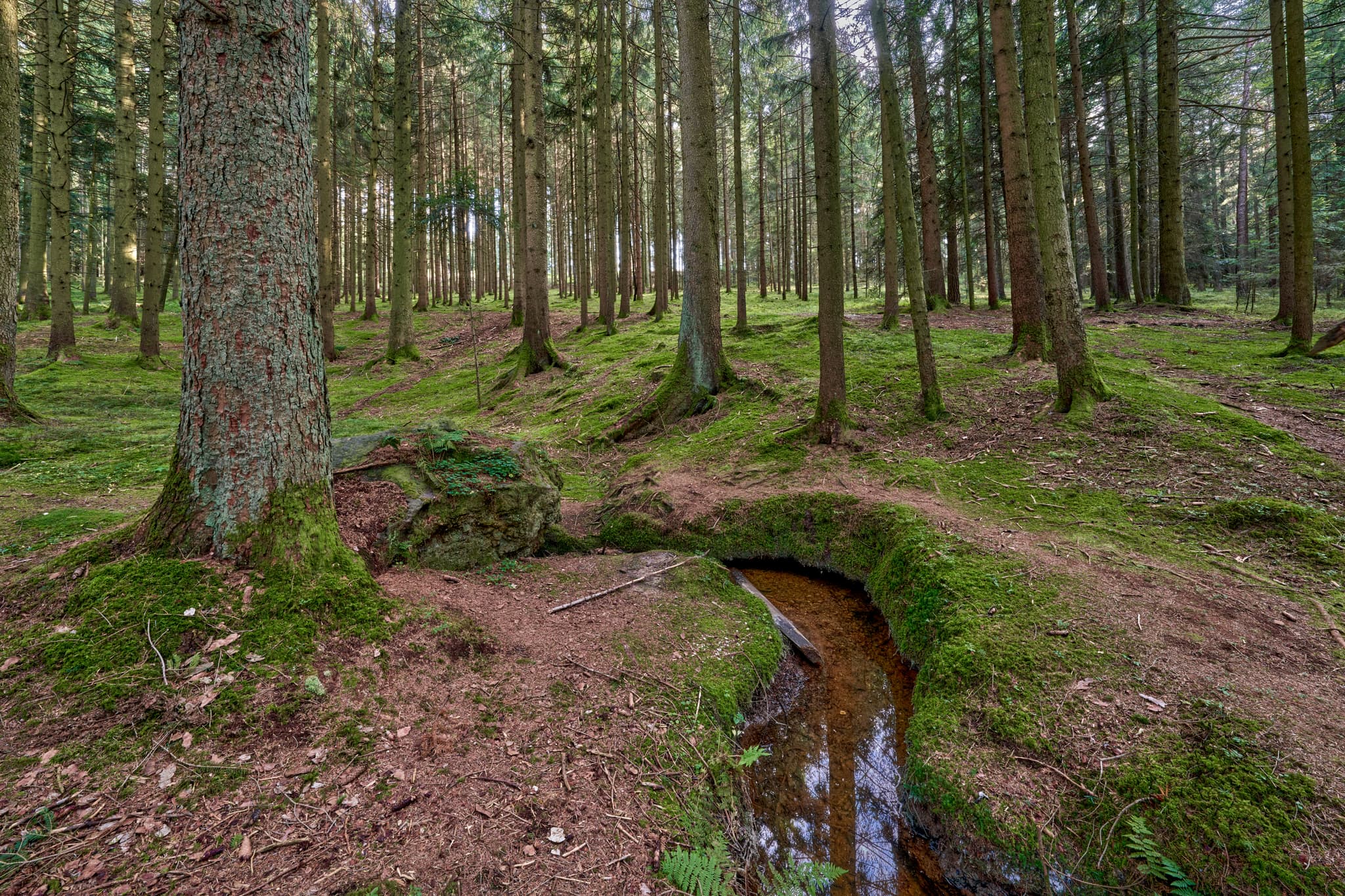 Waldgebiet mit Bachlauf in Voglarn bei Triftern, Rottal-Inn, Niederbayern, Holzland, Bäderdreieck, Deutschland.