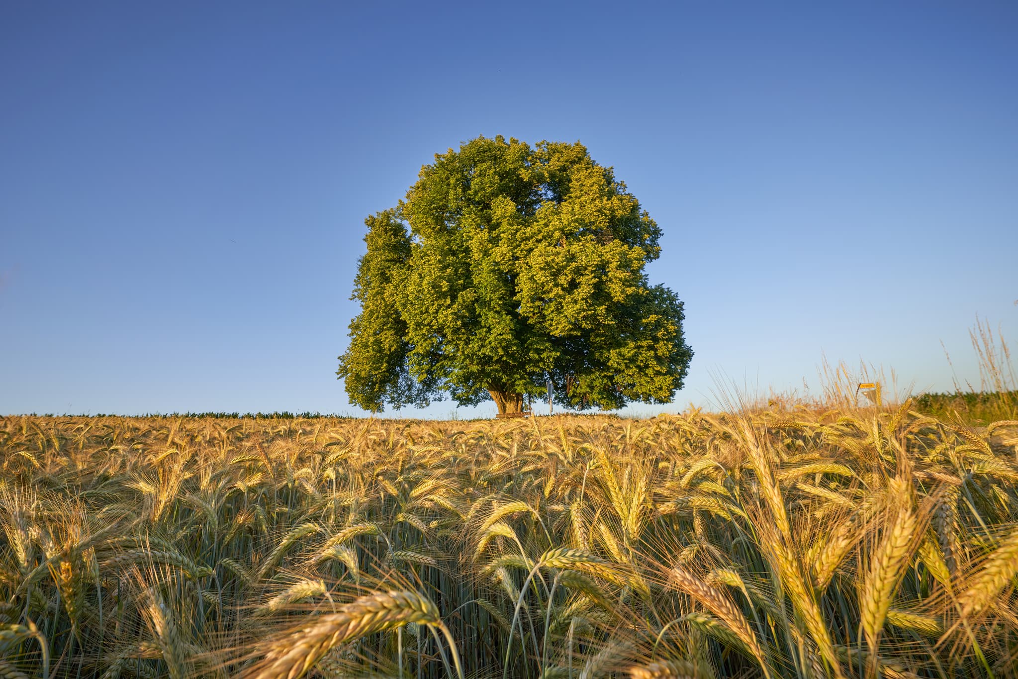 Eine imposante Linde steht in Vilseck in der Gemeinde Erlbach, Landkreis Altötting, Oberbayern, Bayern, Deutschland. Das Bild zeigt ein Weizenfeld mit Baum.