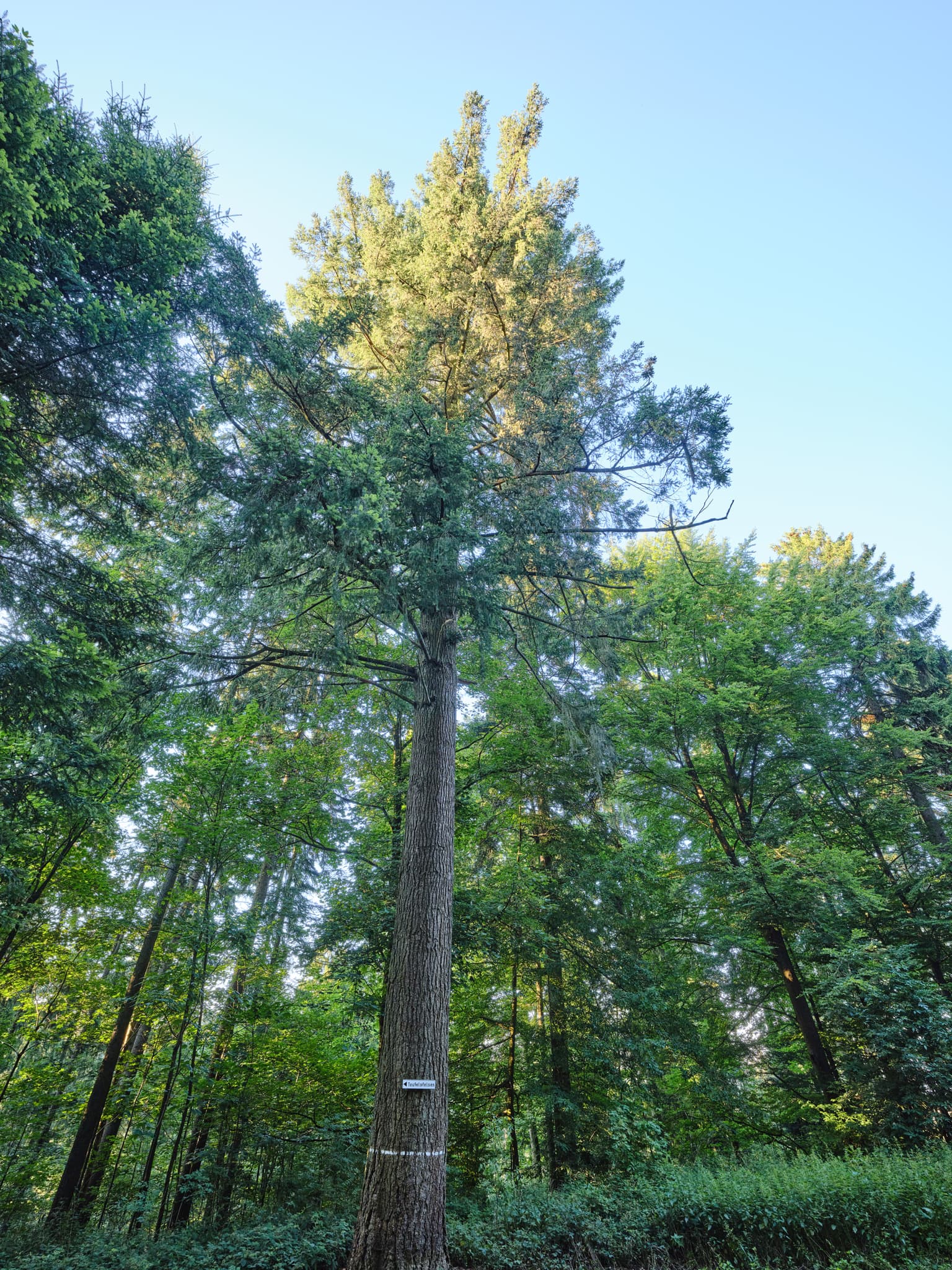 Baumriese in am Wanderweg der Waldwunderwelt in Bad Griesbach, Landkreis Passau, Niederbayern, Bayern. Das Bild zeigt einen Waldweg mit mystischen Steinen.