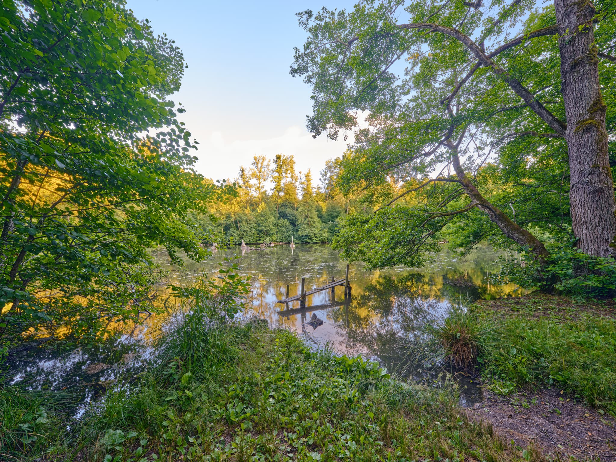 Idyllischer Waldsee im Lichtlberger Wald, Gern, Eggenfelden, Rottal-Inn, Niederbayern. Bäume und grüne Vegetation spiegeln sich im Wasser des Sees.