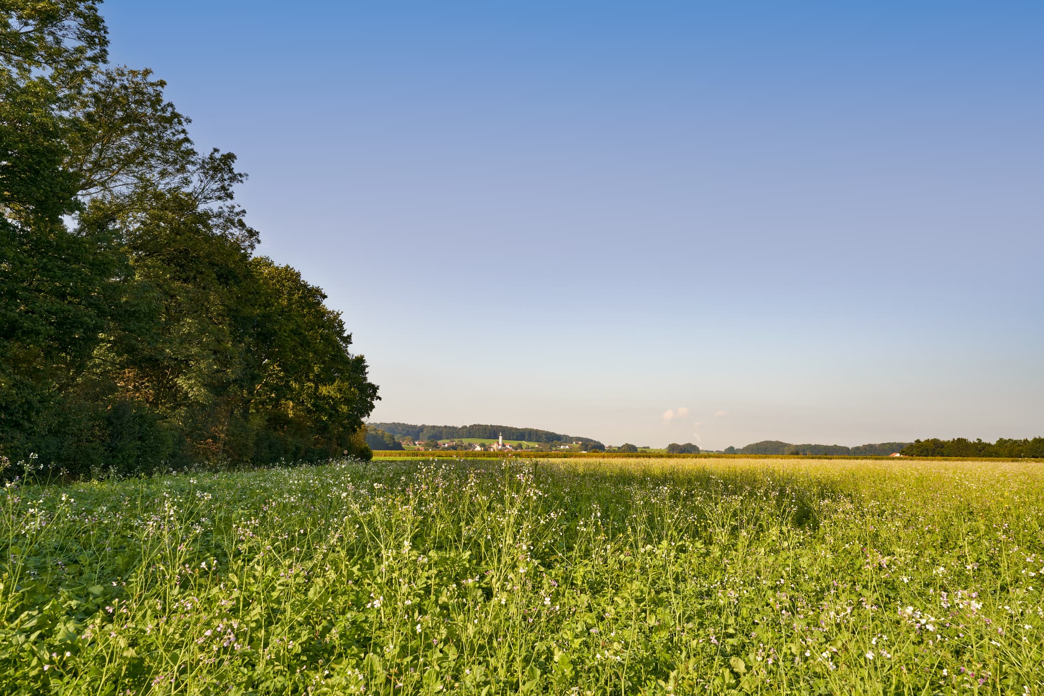 Blick über ein weites Feld bei Badhöring (Mehring), Altötting, Oberbayern. Typische Inn-Salzach-Landschaft mit Pilgerweg und Baumreihen in Deutschland.