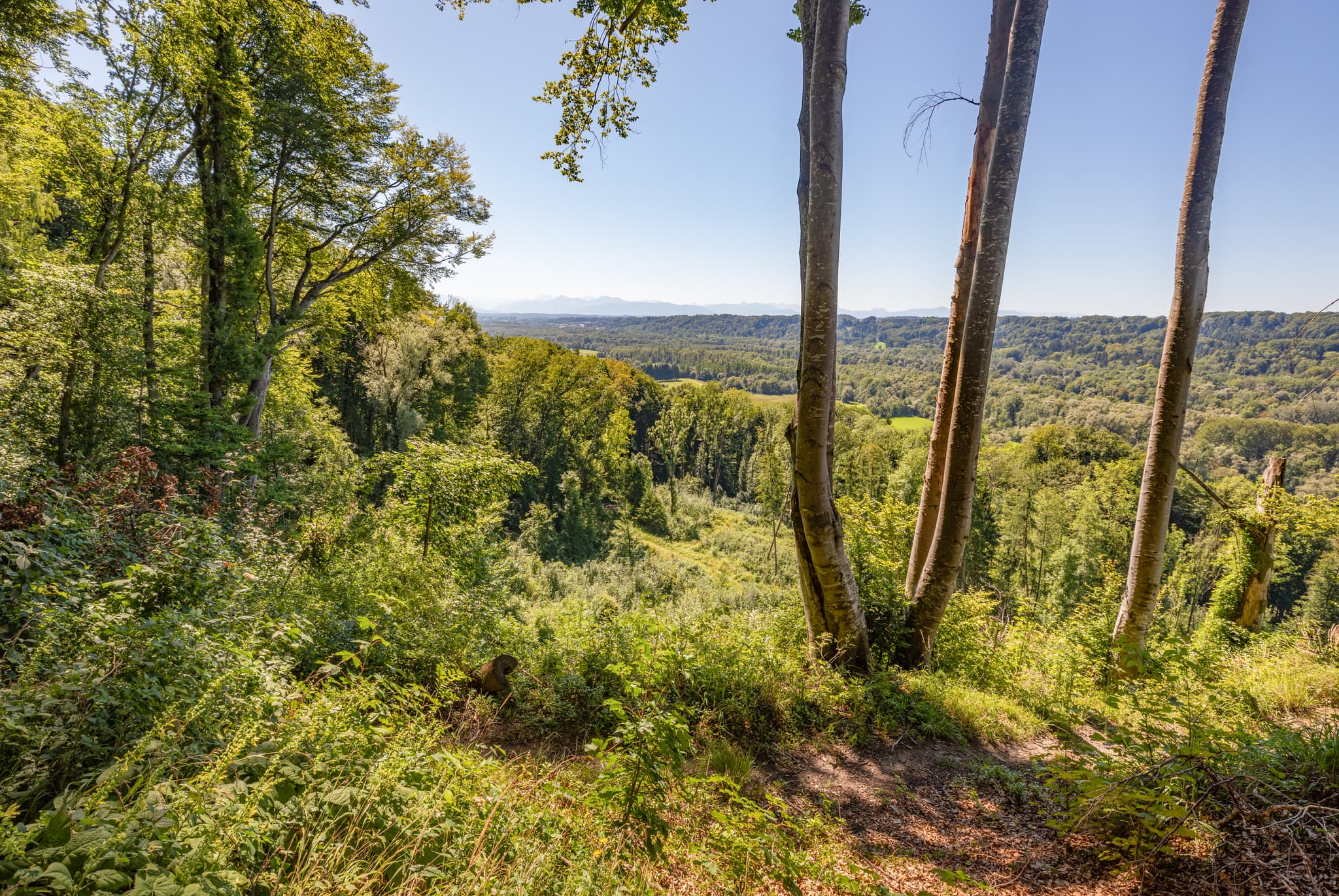 Panoramablick auf eine ausgedehnte Waldlandschaft bei Hadermarkt in St. Radegund, Landkreis Braunau am Inn, Oberösterreich. Teil des Innviertels, Österreich.