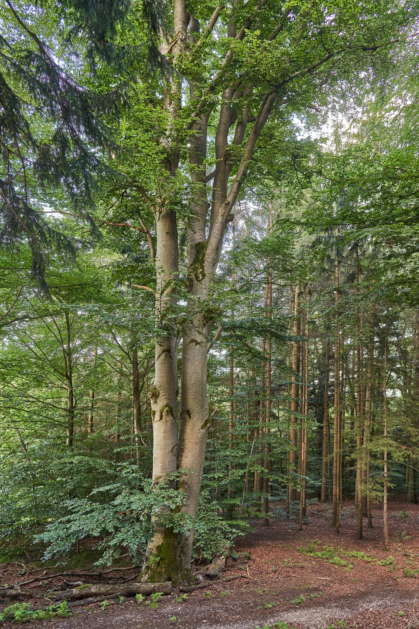 Stattliche Buche im Wald bei Wipfelsberg, Reischach, Landkreis Altötting, Oberbayern. Region Inn-Salzach, Deutschland. Prägnante Naturaufnahme.
