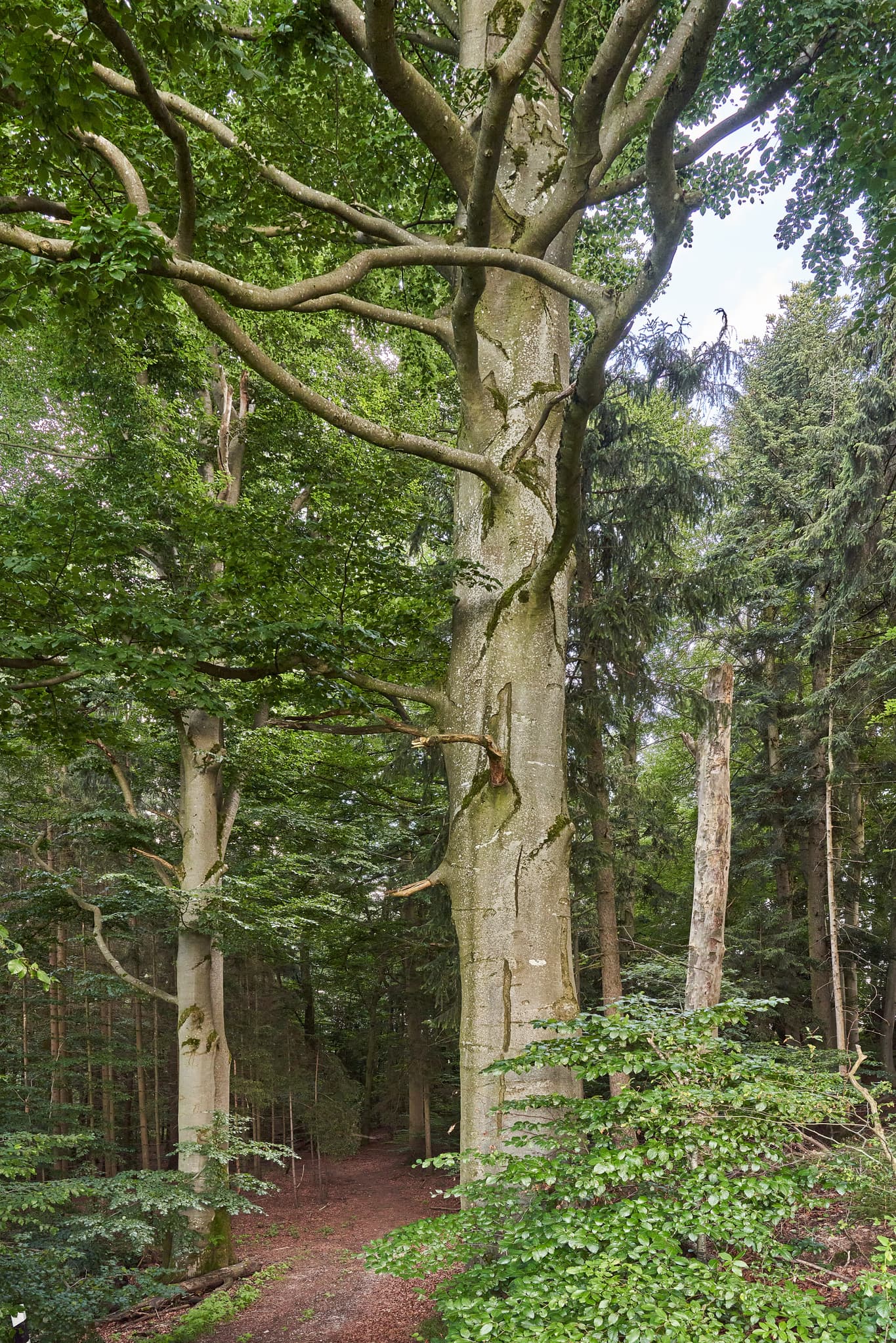 Alte Buche am Naturpfad in Wipfelsberg, Reischach, Altötting, Oberbayern. Charakteristische Natur der Inn-Salzach Region, Deutschland, mit dichtem Wald.