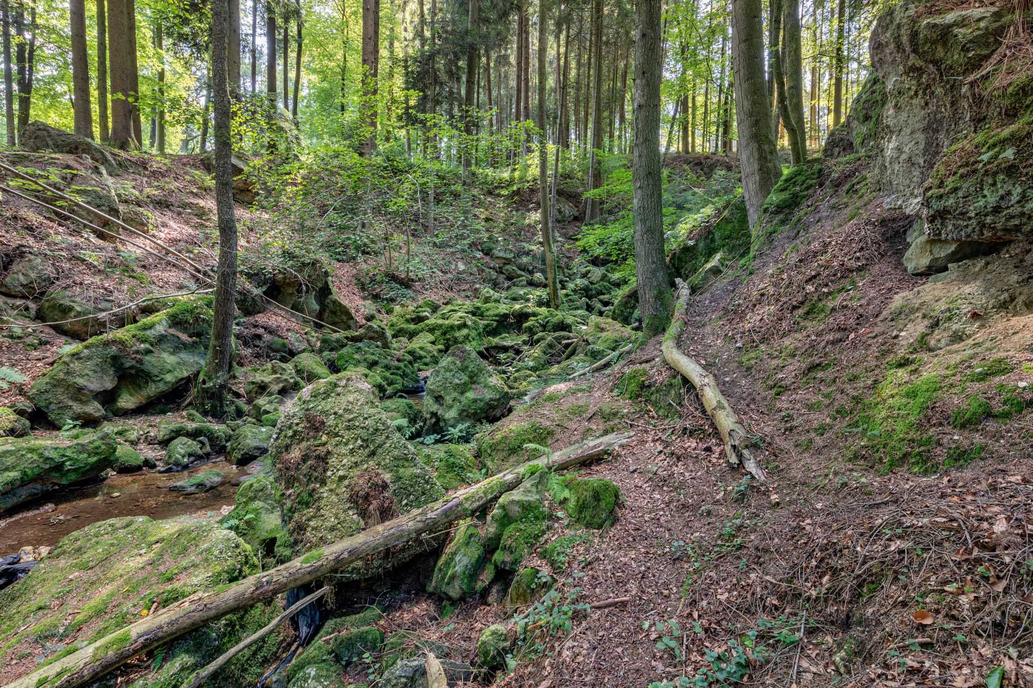Kirnbach, Bachlauf im Ameringer Graben bei Stubenberg, Rottal-Inn, Niederbayern, Holzland, Bayern, Deutschland.