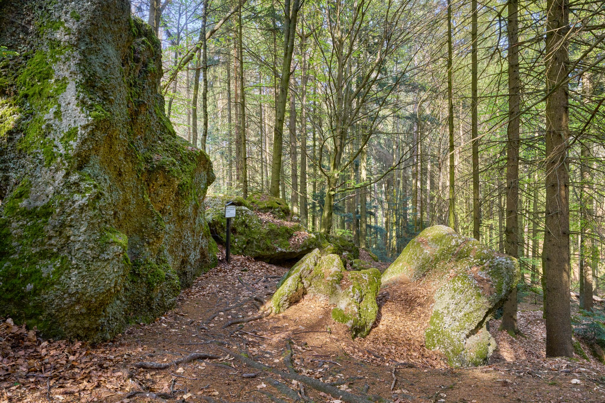 Waldlandschaft mit Felsen in St. Salvator Luisenburg, Bad Griesbach. Landkreis Passau, Niederbayern, Bayern, Deutschland.