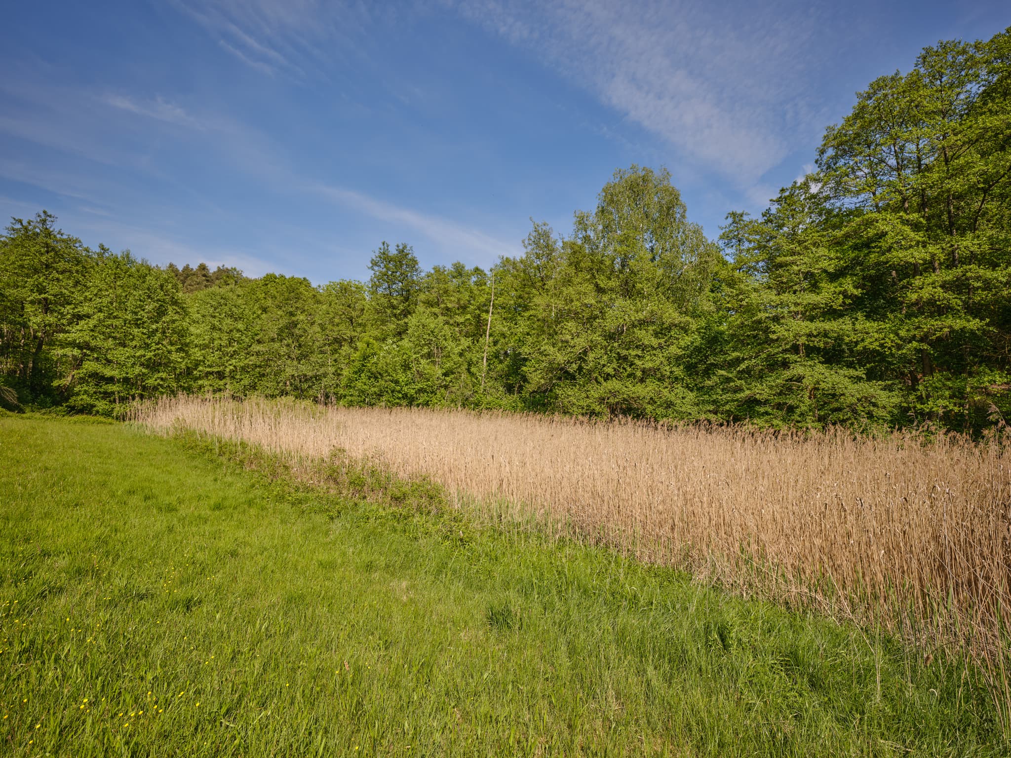 Reischachbach Quellgebiet in Steinhausen, Erlbach, Altötting, Oberbayern, Inn-Salzach. Landschaft mit Wiesen, Schilfflächen und Wald.