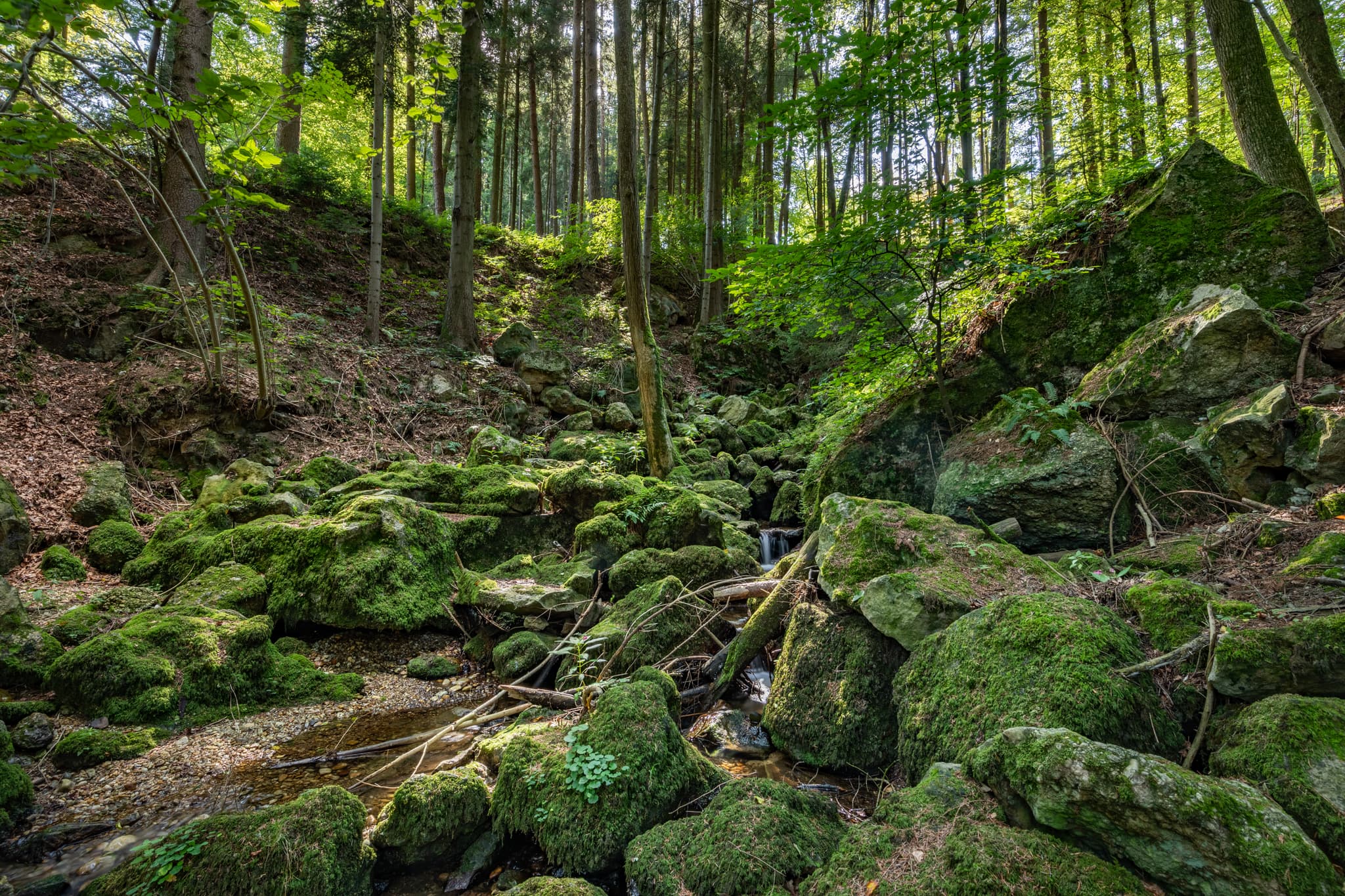 Kirnbach im Ameringer Graben bei Stubenberg, Rottal-Inn, Niederbayern, Holzland, Bayern, Deutschland.