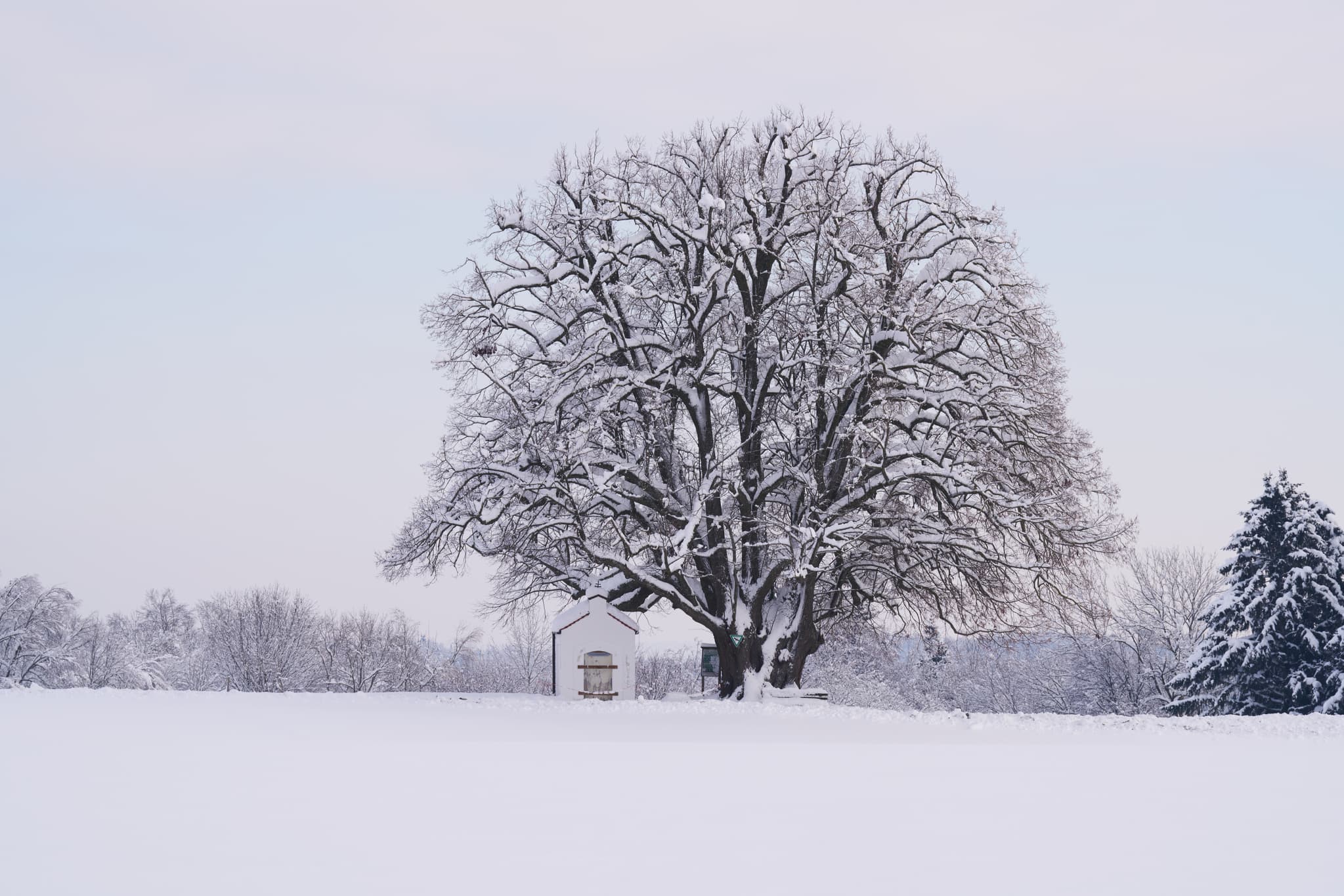Eine verschneite Kapellenlinde prägt die winterliche Landschaft von Berg Schmidhub bei Perach, Landkreis Altötting, Oberbayern, Region Inn-Salzach, Deutschland.
