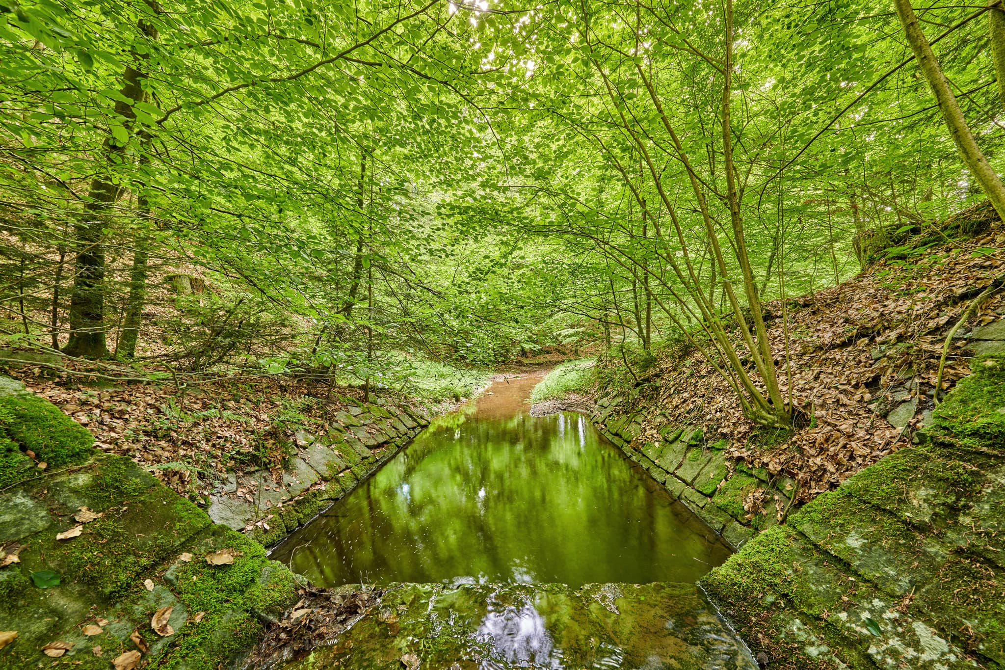 Bachlauf durch Wald bei Birnbach, Erlbach, Landkreis Altötting, Oberbayern. Motiv aus der Inn-Salzach Region, Deutschland. Grüne Bäume und moosbewachsene Ufer.