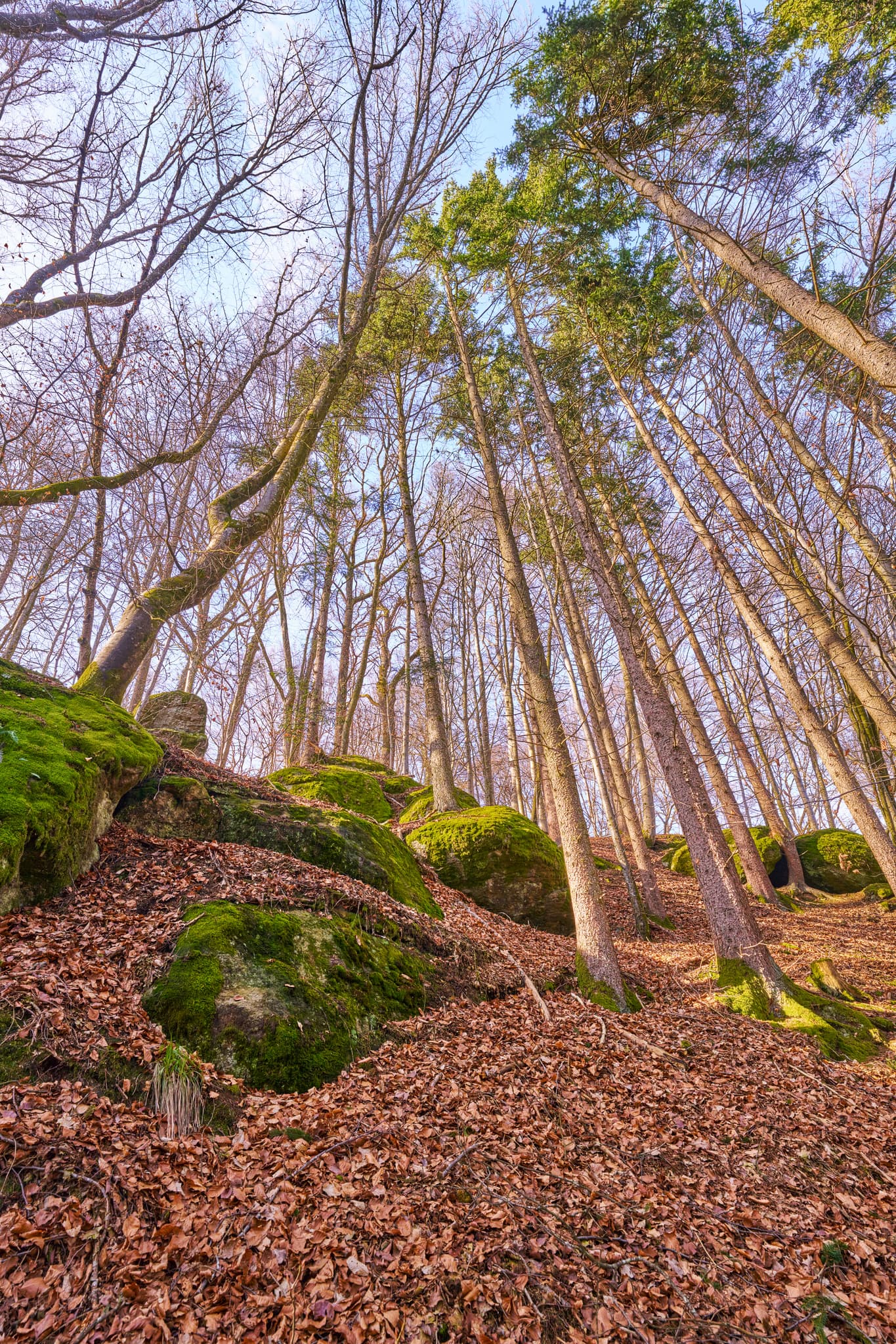 Dichter Wald mit hohen Bäumen, moosbewachsenen Felsen und Herbstlaub in Schloss Neuburg. Landkreis Passau, Niederbayern, Donau-Wald, Deutschland.