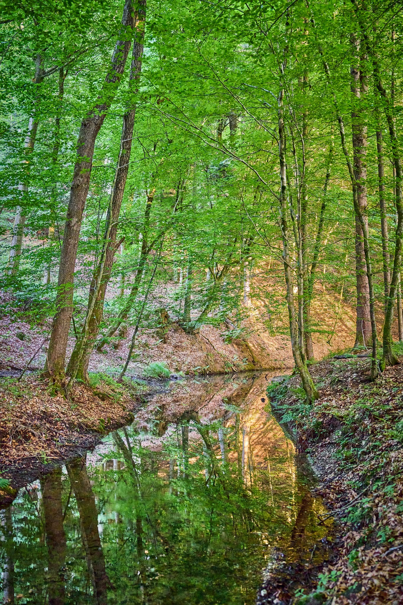 Bach im Wald in Birnbach, Ortsteil von Erlbach, Landkreis Altötting. Die Landschaft in Oberbayern, Region Inn-Salzach, Deutschland, spiegelt sich im Wasser.