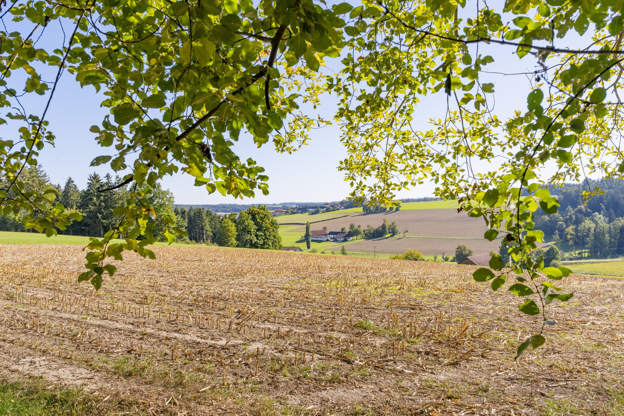 Weitläufige abgeerntete Felder und sanfte Hügel prägen die Landschaft zwischen Guteneck und Lapperding, Johanniskirchen, Holzland, Rottal-Inn, Niederbayern.