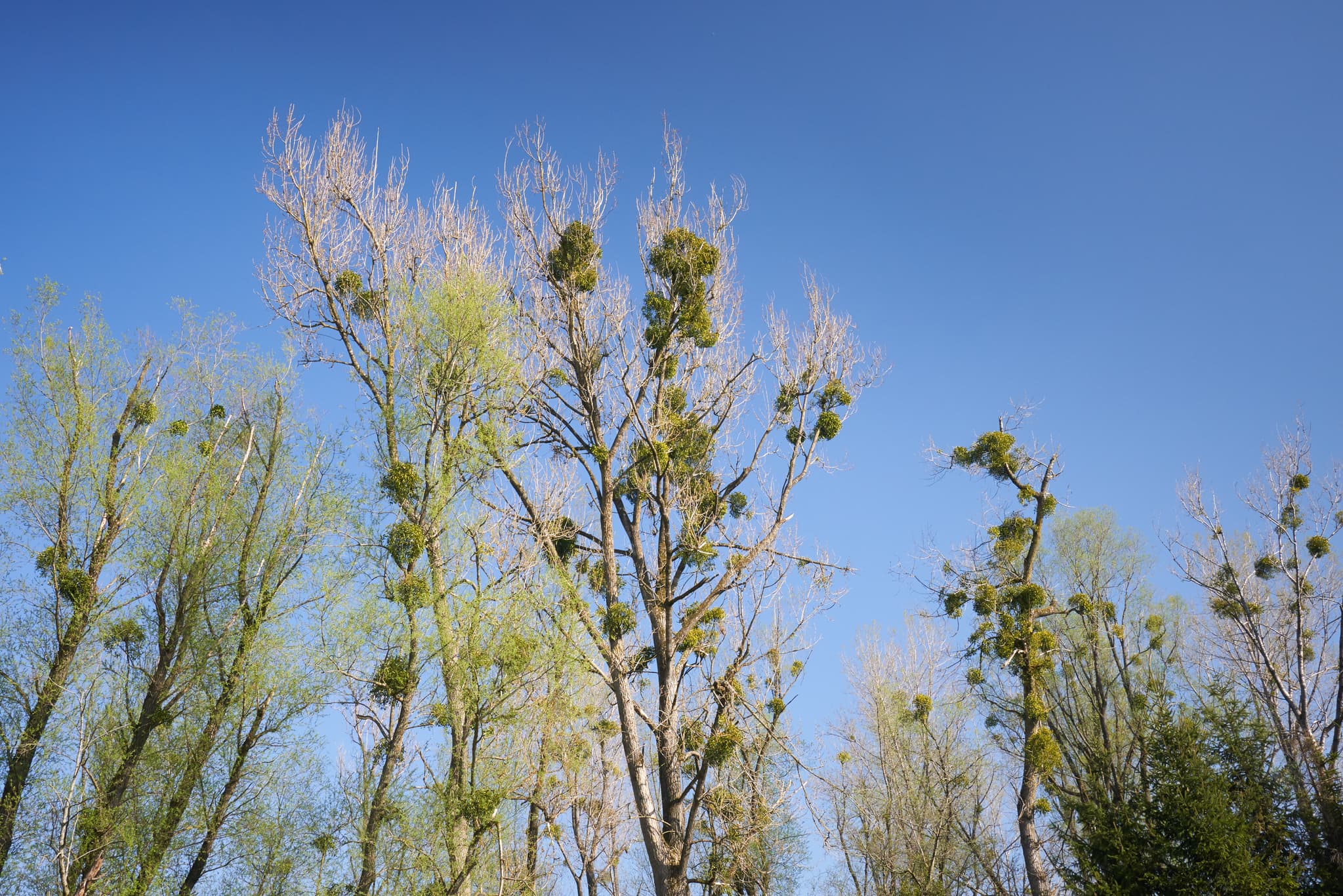 Bäume mit Mistelbewuchs am Inn in Stammham, Landkreis Altötting, Oberbayern, unter blauem Himmel. Charakteristische Baumgruppen mit Misteln.
