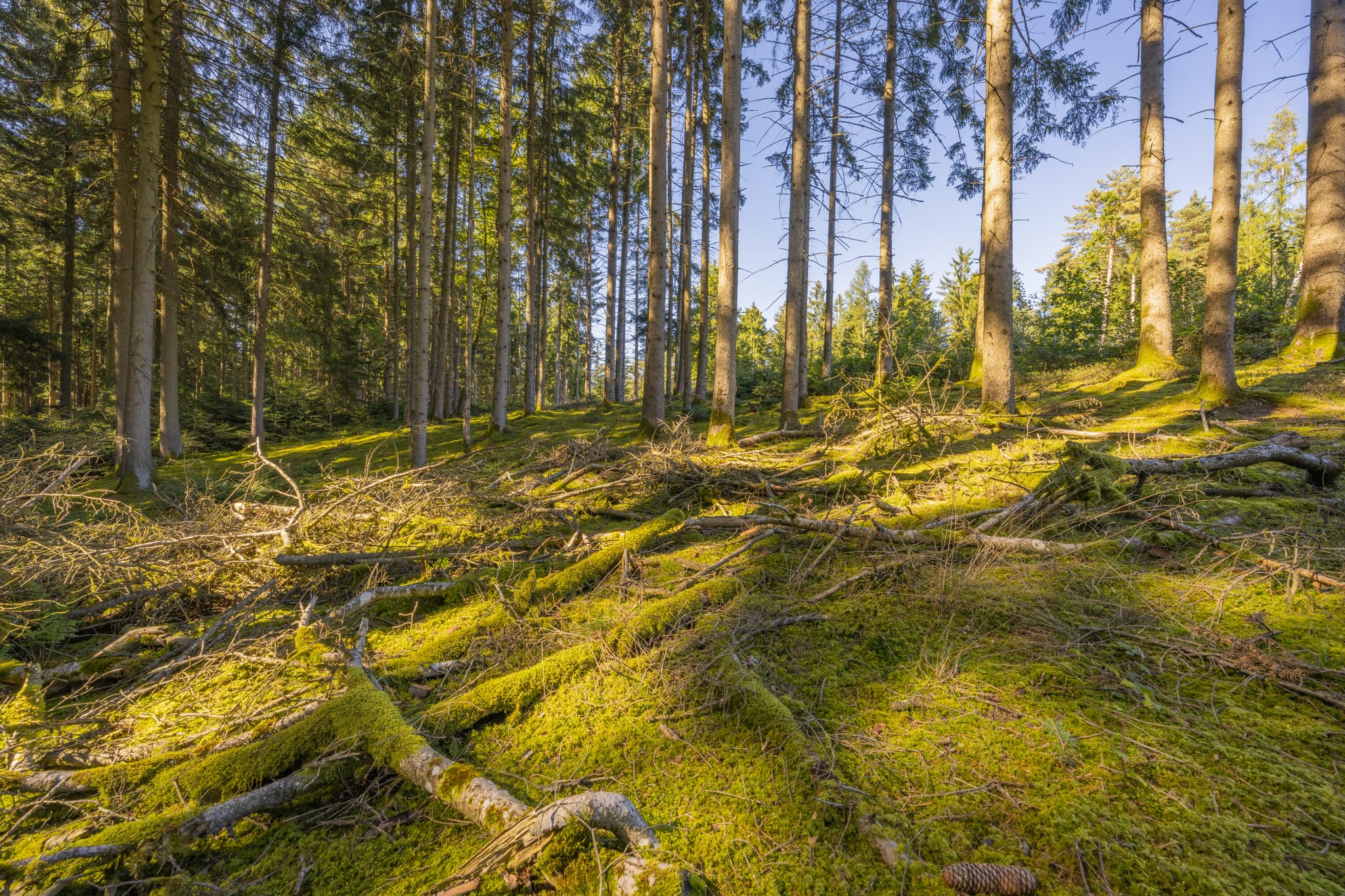 Moosbewachsener Waldboden mit Ästen, Wanderweg 2 zwischen Guteneck und Lapperding, Johanniskirchen im Landkreis Rottal-Inn, Niederbayern, Deutschland, Holzland.