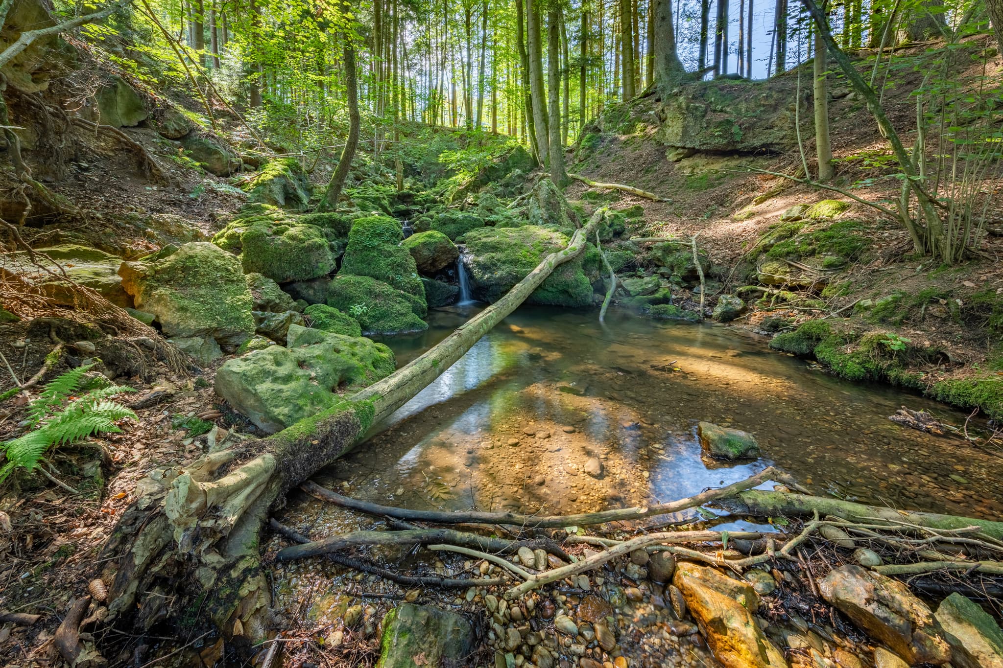 Kirnbach, Bachlauf im Ameringer Graben bei Stubenberg, Rottal-Inn, Niederbayern, Holzland, Bayern, Deutschland.
