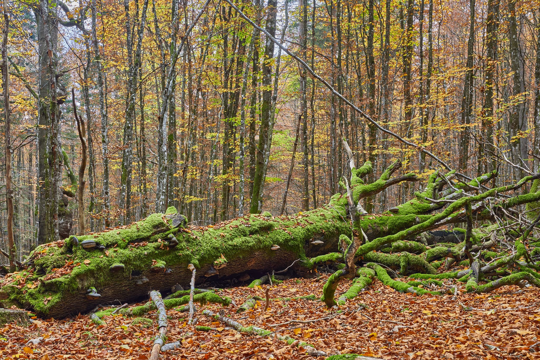 Totholz mit Moos im Hans-Watzlik-Hain, einem Wald bei Bayerisch Eisenstein, Landkreis Regen, Niederbayern. Szene im Bayerischen Wald, Deutschland.
