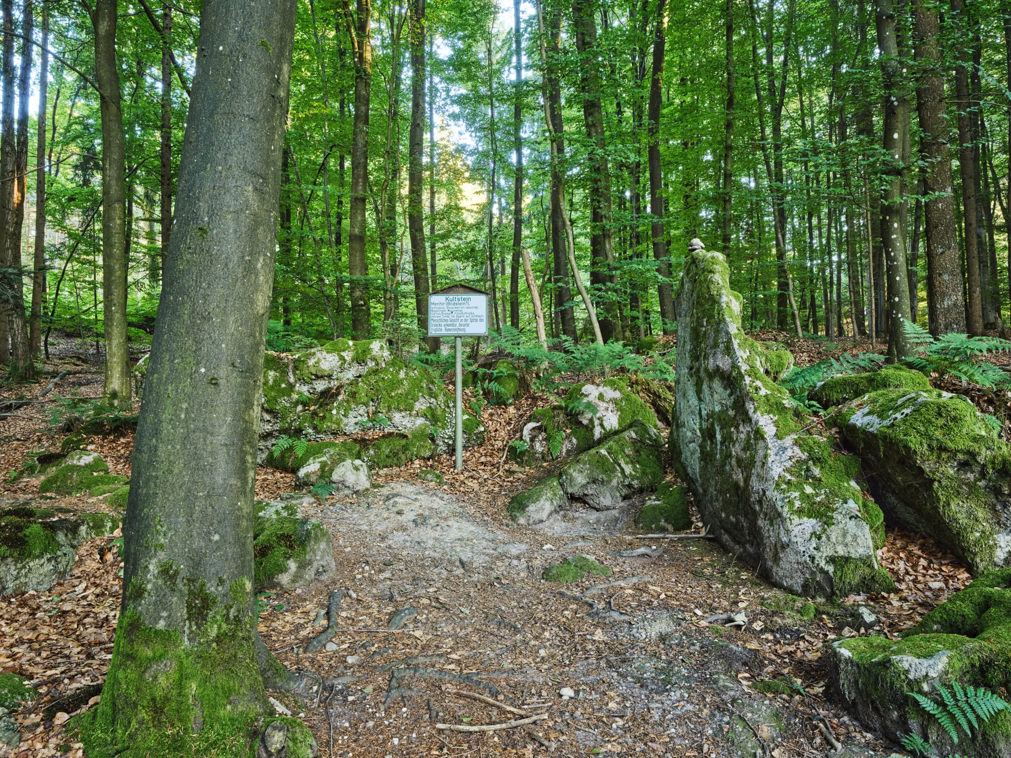 Bild zeigt einen Kultstein im Wald bei St. Salvator, Bad Griesbach, Passau, Niederbayern, Bayern, Deutschland. Der Kultschein ist ein bewachsener Felsen.