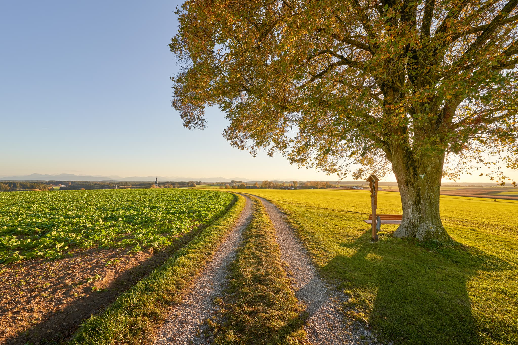 Feldweg durch Rainbichl, Tyrlaching, Altötting, Oberbayern. Landschaft der Inn-Salzach-Region, Deutschland, mit weiten Feldern und markantem Baum.