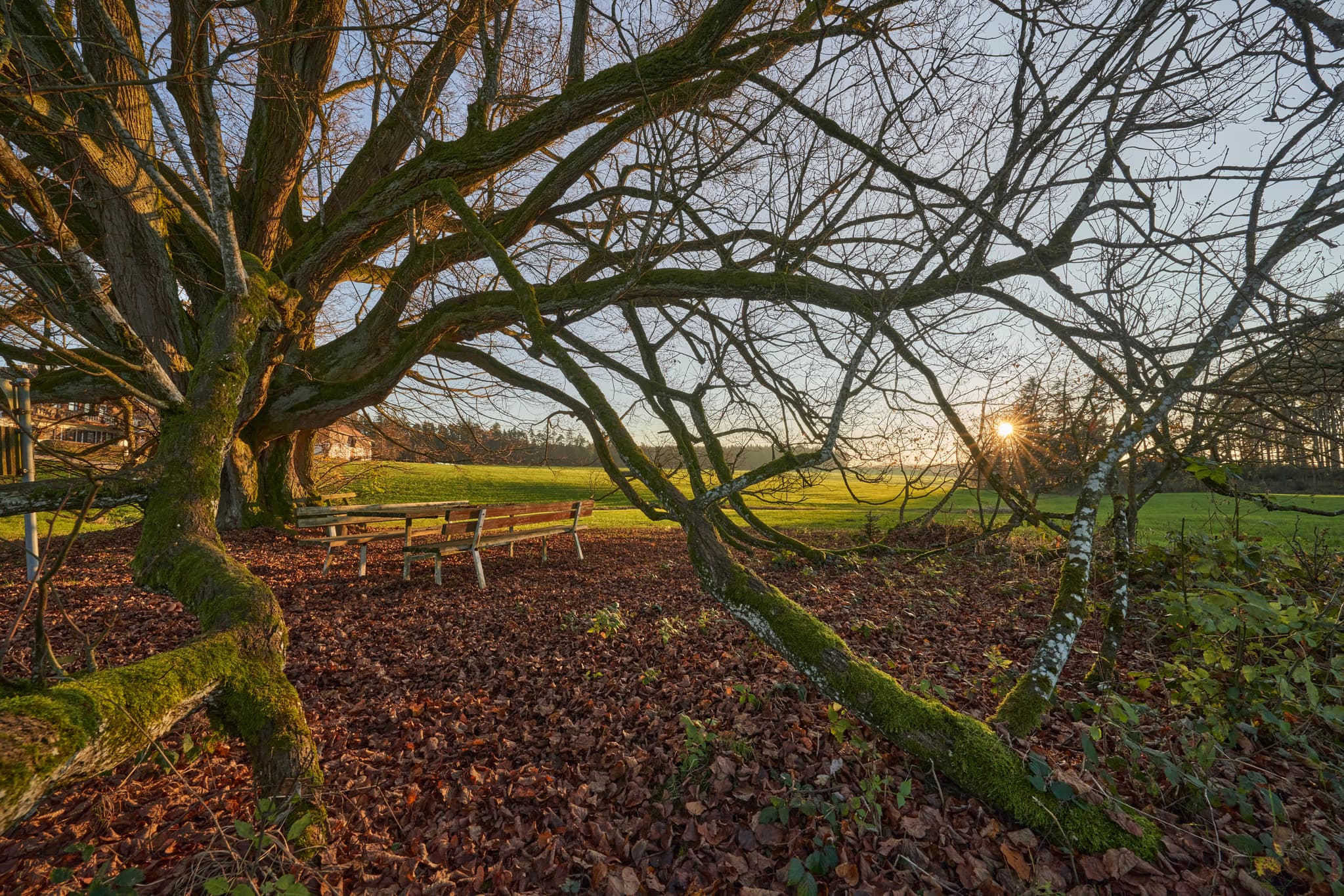 Herbststimmung an der Kriering Linde in Wittibreut, Landkreis Rottal-Inn, Niederbayern. Holzland mit Bänken, Laub und Sonnenuntergang.