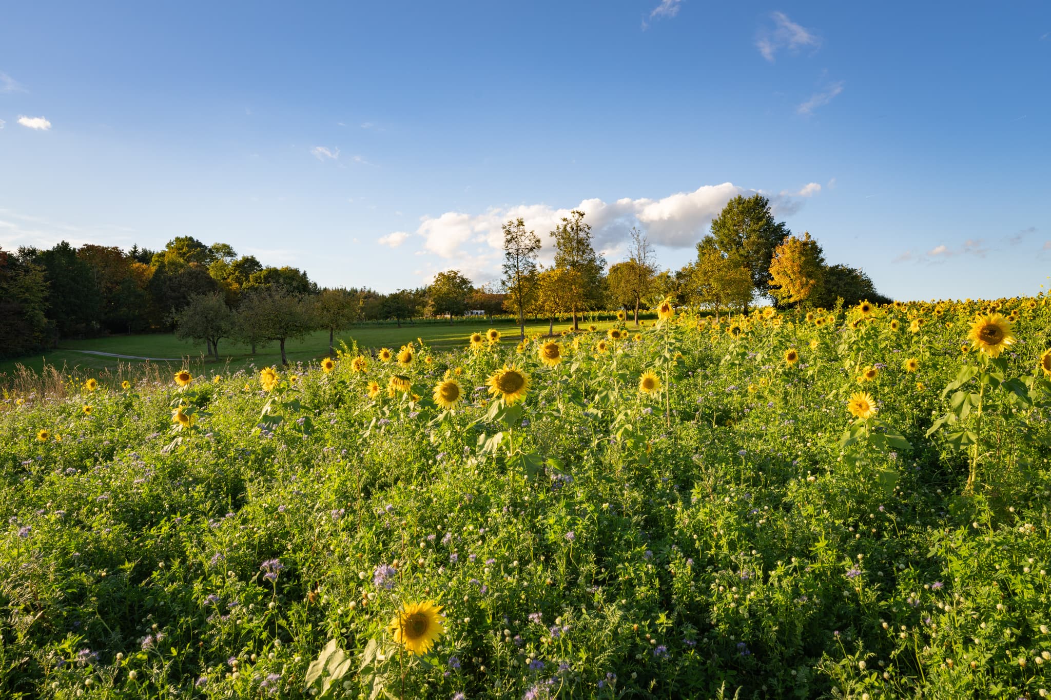 Sonniger Herbsttag im Kurpark Bad Griesbach, Passau, Niederbayern. Eine blühende Blumenwiese im Herzen des Bayerischen Bäderdreiecks in Deutschland.