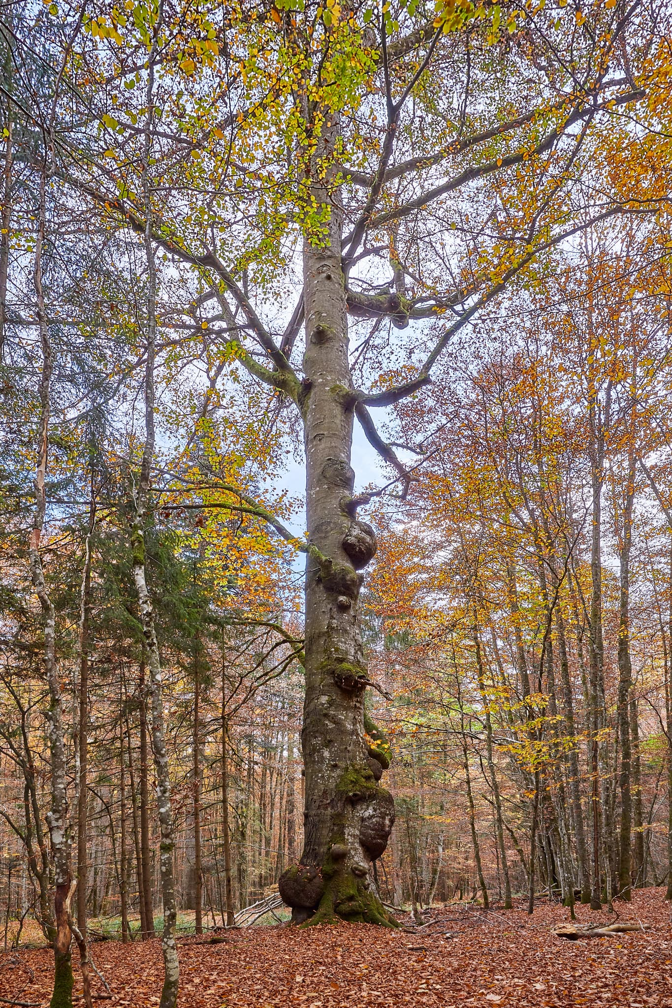 Knorrige Buche im Hans-Watzlik-Hain, Bayerisch Eisenstein, Landkreis Regen, Niederbayern. Herbstliche Waldszene im Bayerischen Wald, Deutschland.