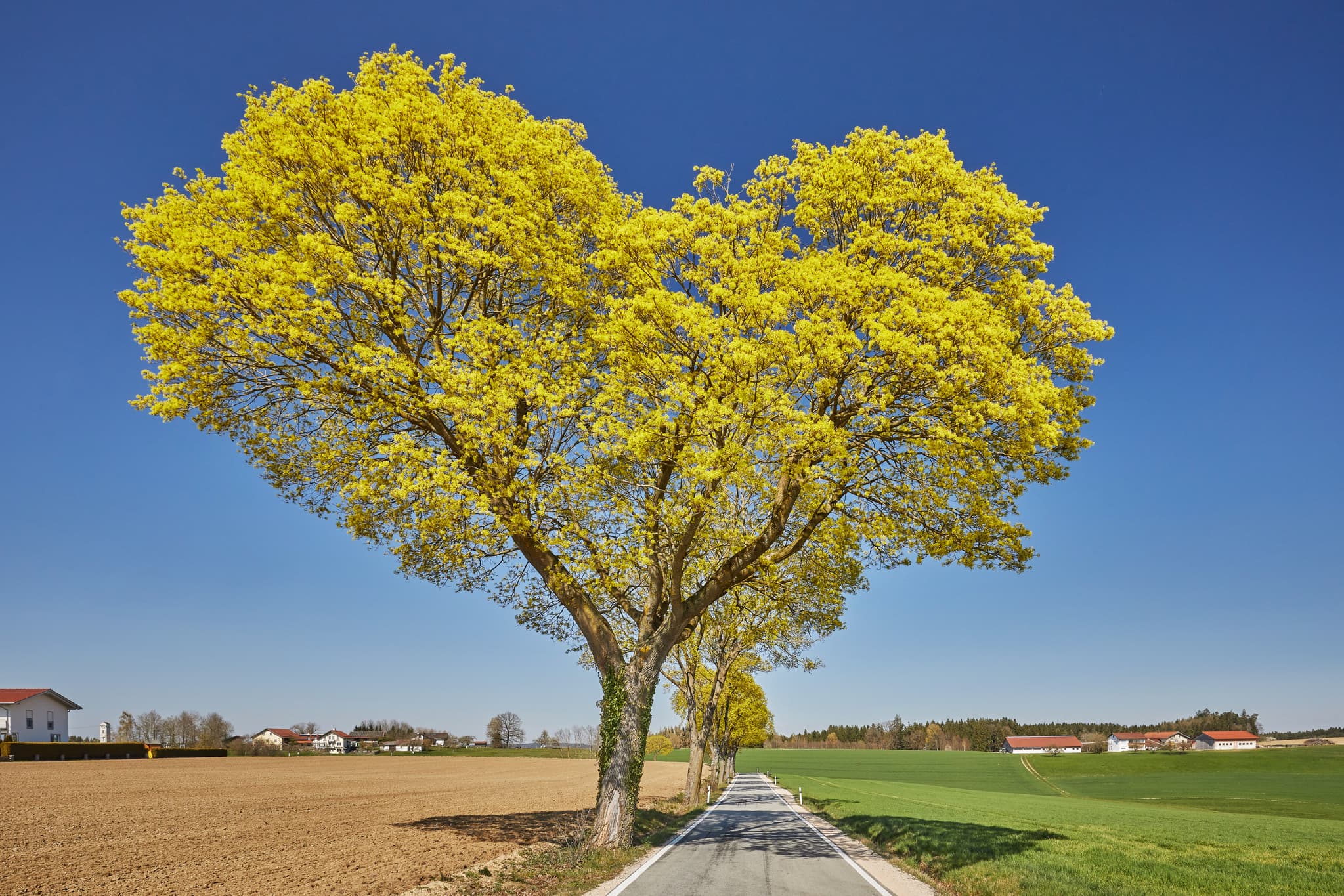 Idyllische Herzbaumallee in Stadlthann Richtung Unterdietfurt, Landkreis Rottal-Inn, Niederbayern, Deutschland. Frühlingshafte Landschaft mit blühenden Bäumen.