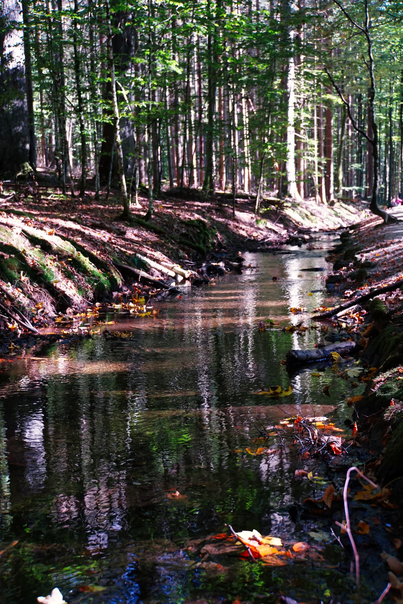 Ruhiger Waldbach , der sich durch einen sonnenbeschienenen Wald schlängelt.  Das dunkle Wasser spiegelt die Bäume wider, Herbstlaub liegt auf dem Bachbett.