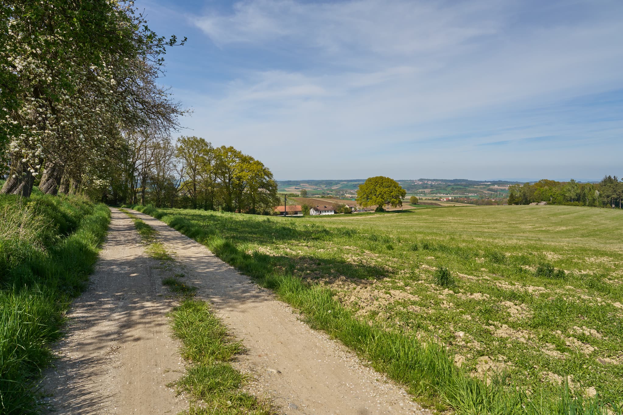 Einzelne Eiche auf Feld bei Bayerbach, Gemeinde Bayerbach, Landkreis Rottal-Inn, Niederbayern, Holzland/Bäderdrieck, Bayern, Deutschland.