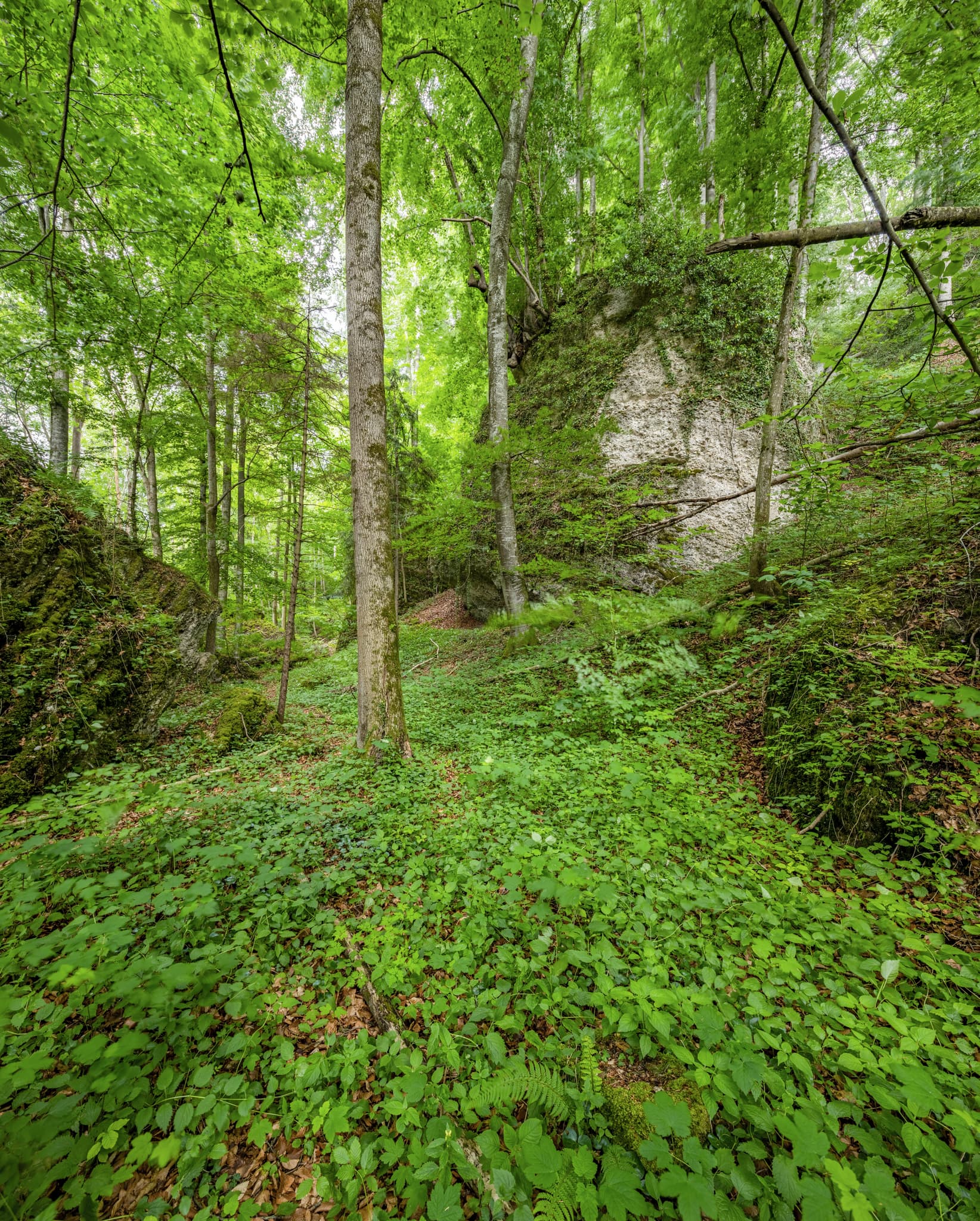 Wald Tuffstein am Schlossberg in Garching, Altötting, Oberbayern, Deutschland. Grüne Waldlandschaft mit Bäumen und Tuffsteinformationen, Region Inn-Salzach.