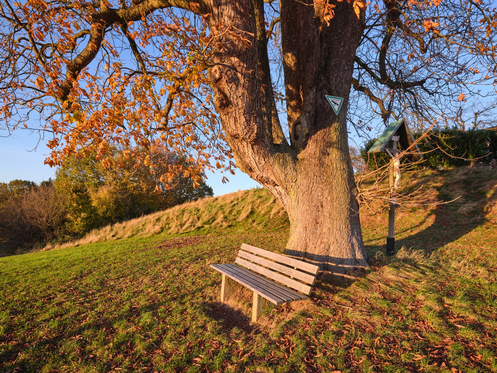 Herbstliche Kastanie mit Bank und Marterl am grünen Hang in Petzlberg, Gemeinde Reischach, Landkreis Altötting, Oberbayern, Region Inn-Salzach, Deutschland.